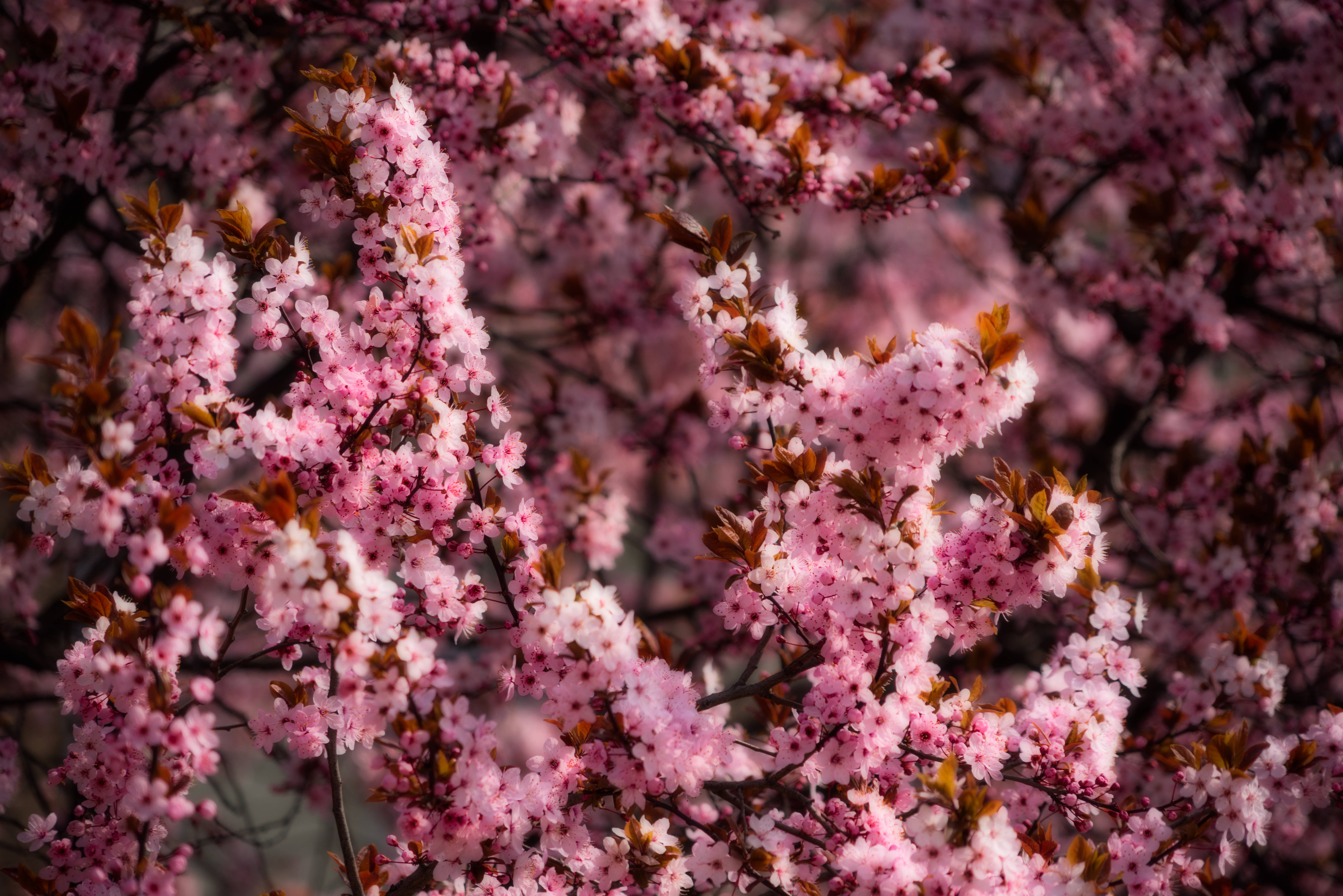 Rosa kirsebærblomst om våren Bakgrunner
