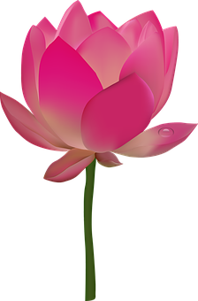 Rosa lotusblomstillustrasjon Bakgrunner