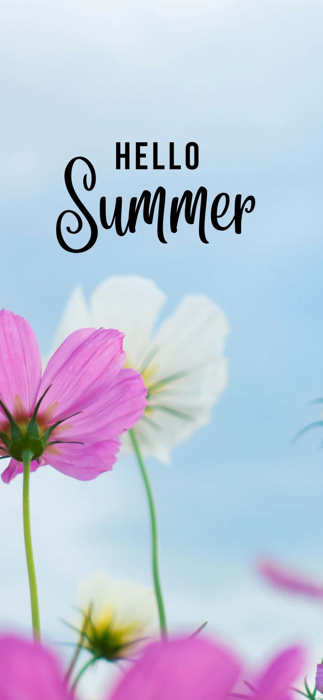 Rosa Og Hvite Blomster iPhone X Sommerbakgrunn Bakgrunner