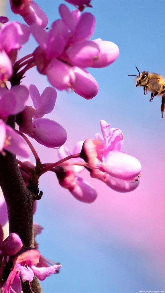 Rosa orkideblomst iPhone Bakgrunner
