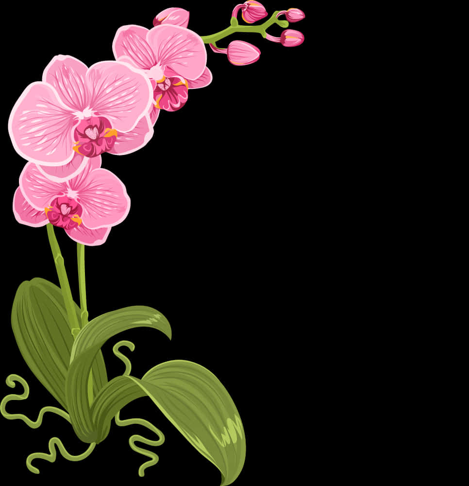 Rosa orkidéillustrasjon Bakgrunner