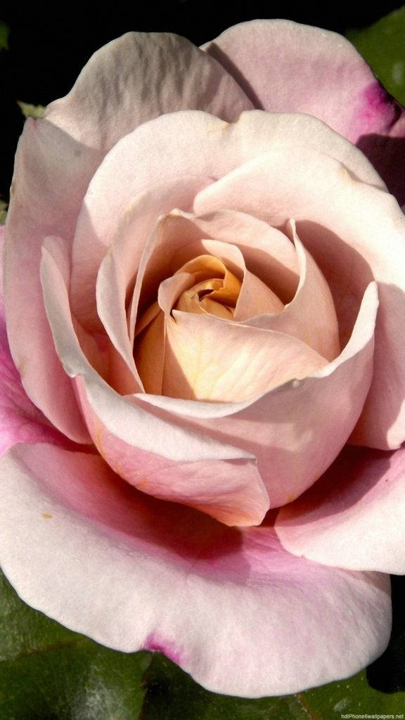 Rosa roseblomst iPhone Bakgrunner
