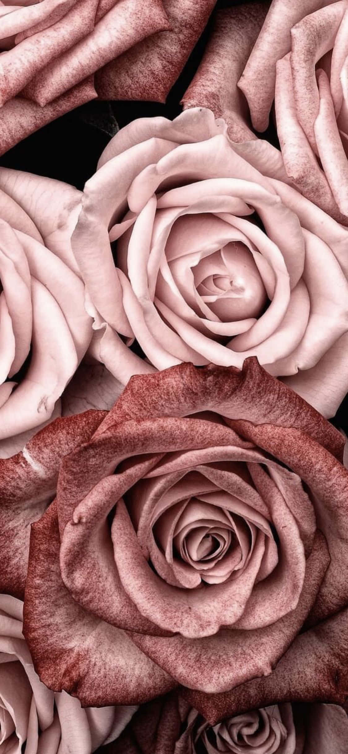 rosa roser på svart bakgrunn Bakgrunner