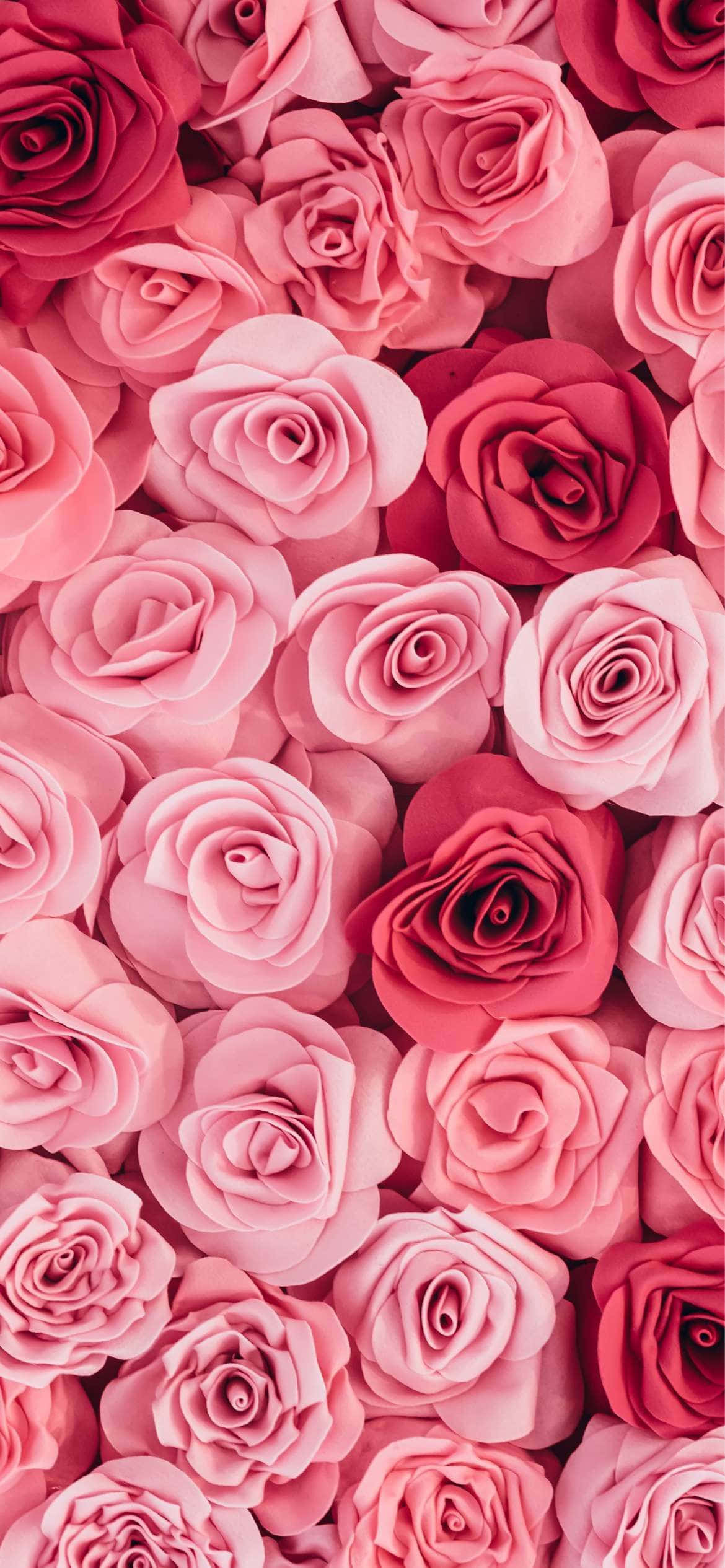 Rosa roser sett ovenfra – telefonbakgrunn Bakgrunner