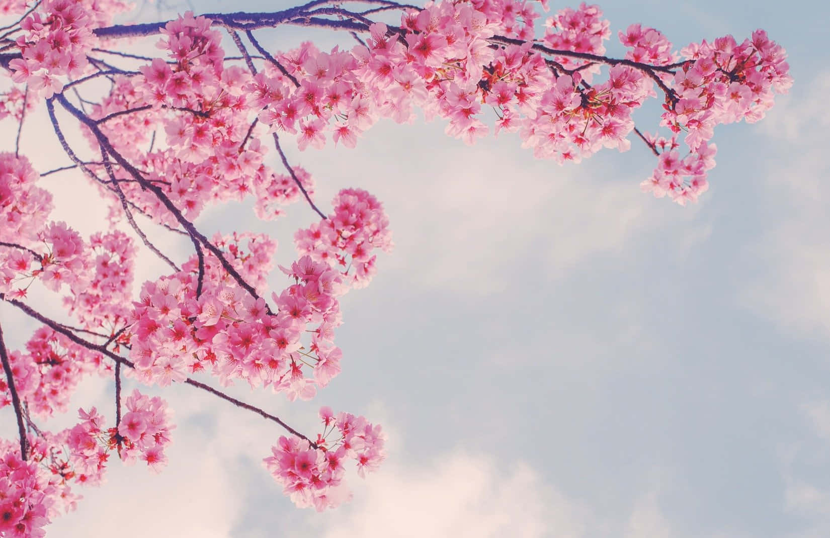 Rosa sakura-grener om våren Bakgrunner