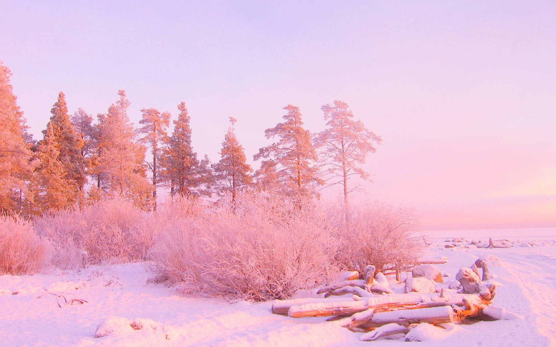 Rosa skog snø estetikk Bakgrunner