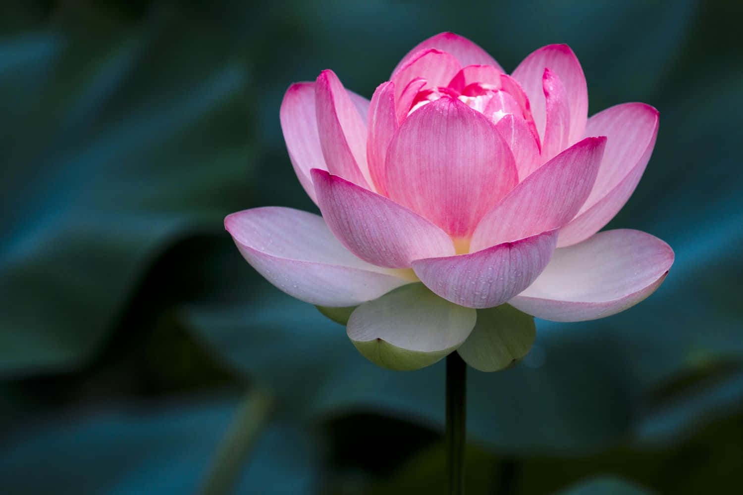 Rosa vannlotusblomst bilde Bakgrunner