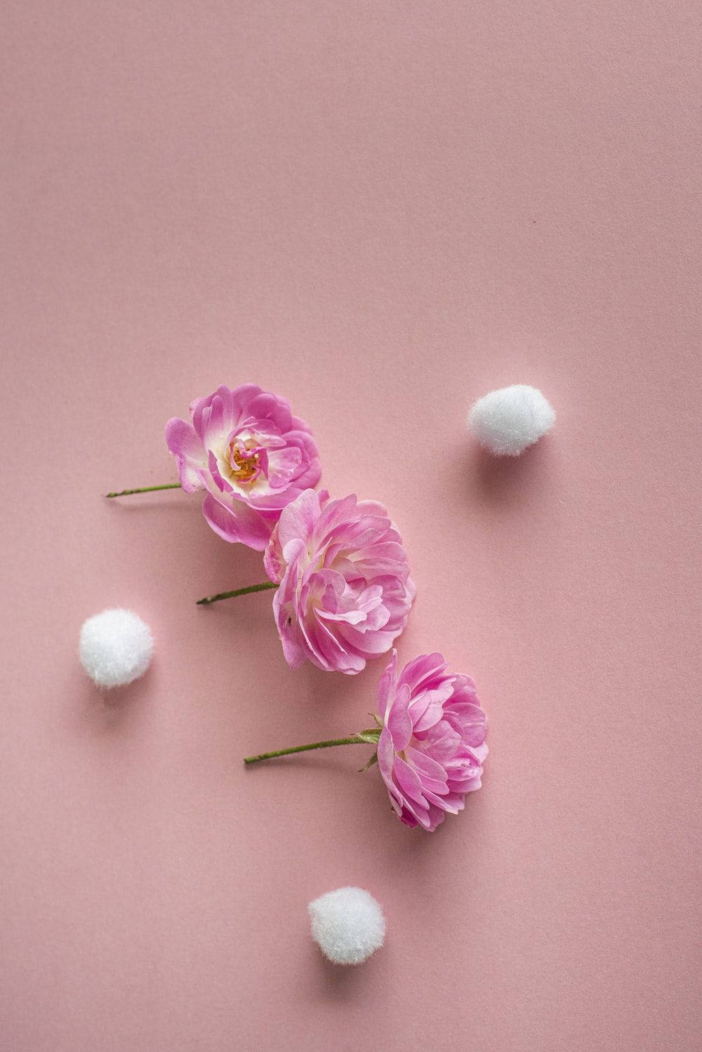 Rosa vintage-estetikk med tre roser Bakgrunner