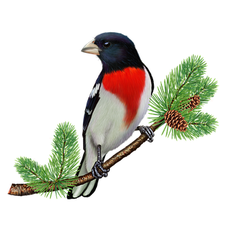 Rose Breasted Grosbeak på furugren Bakgrunner