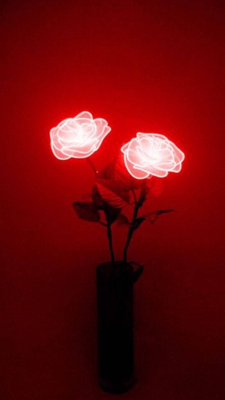 Rose i mørkerødt Bakgrunner