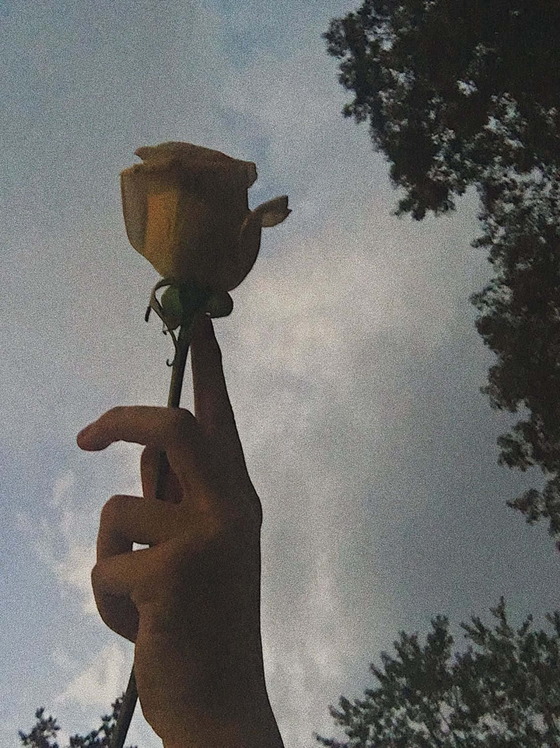 Rose i vintage grunge-estetikk Bakgrunner