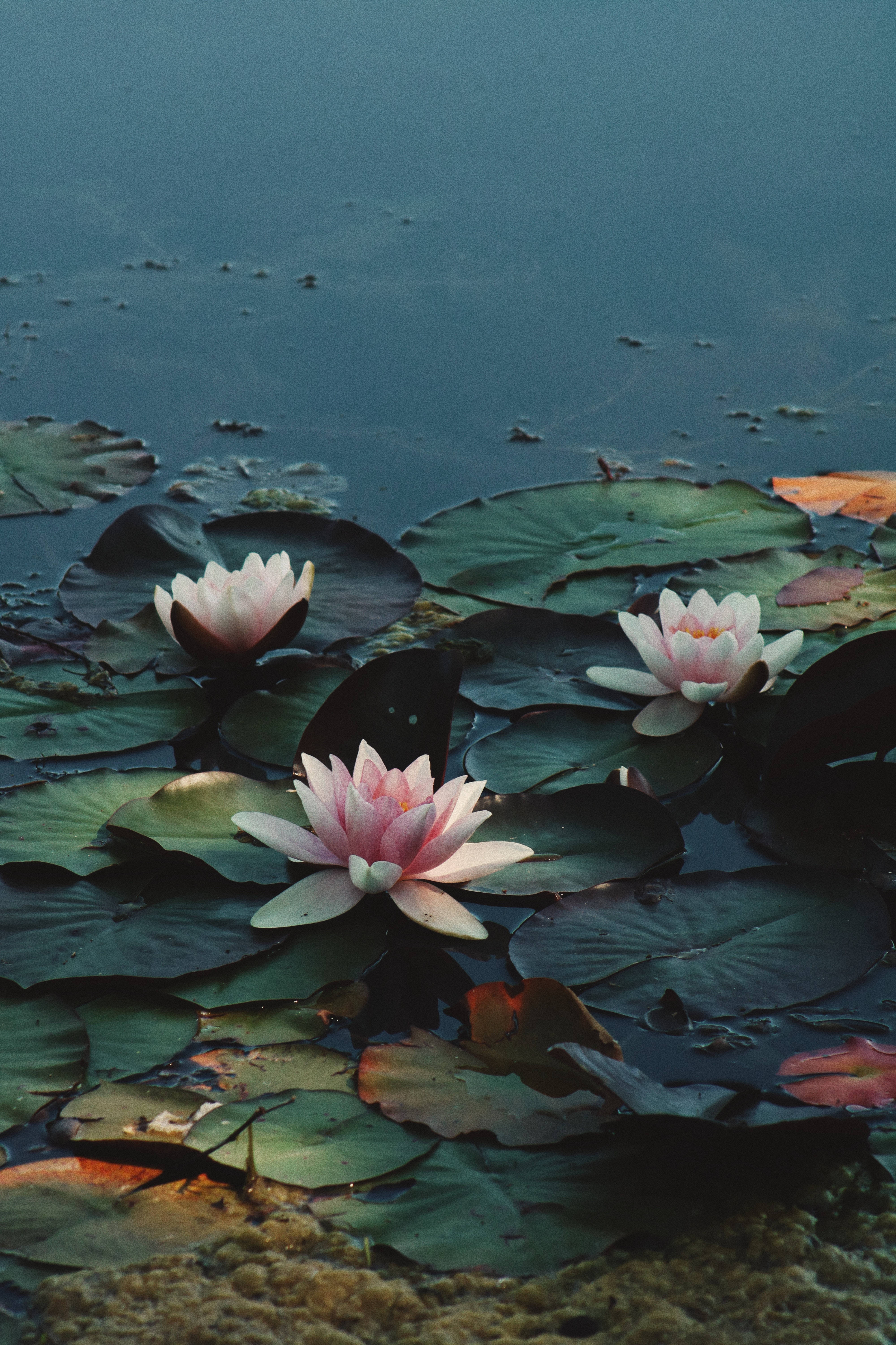 Rosea Plena Lotusblomst Bakgrunner