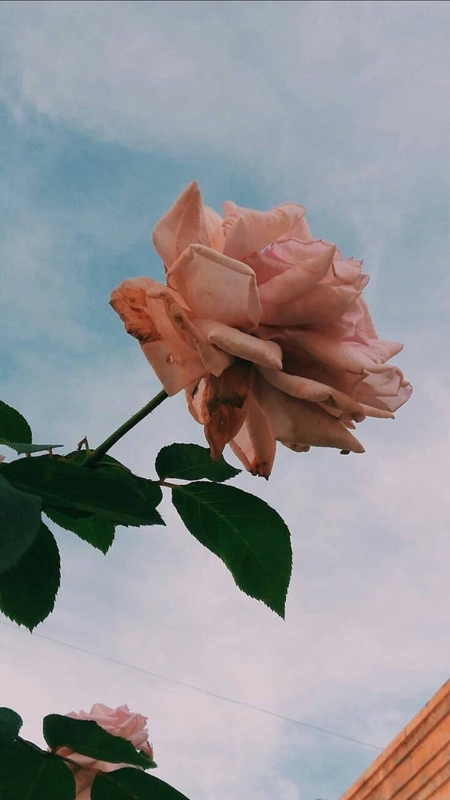 Roségull estetisk fotografi Bakgrunner