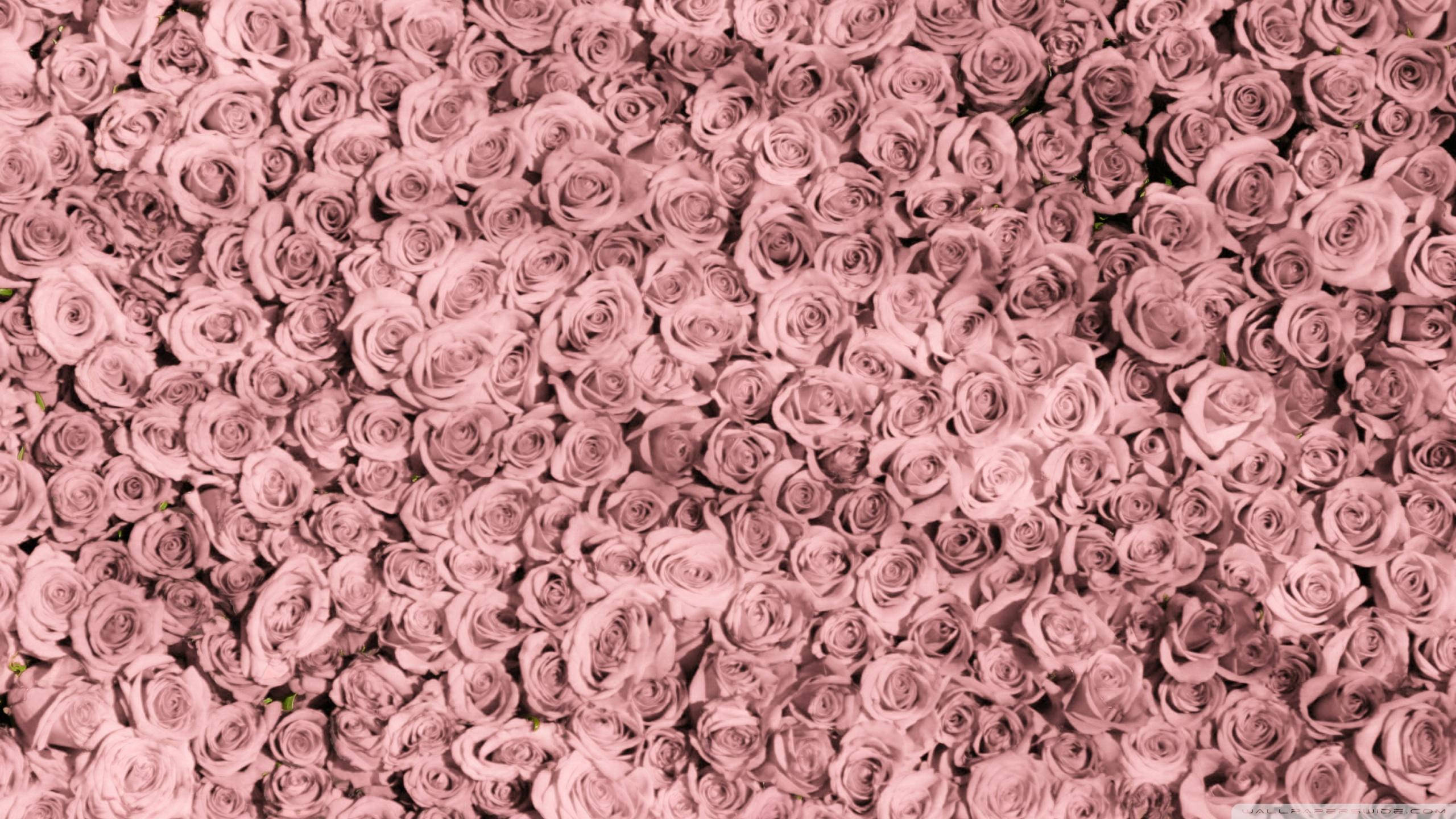 Roségull estetisk skrivebordsdesign Bakgrunner