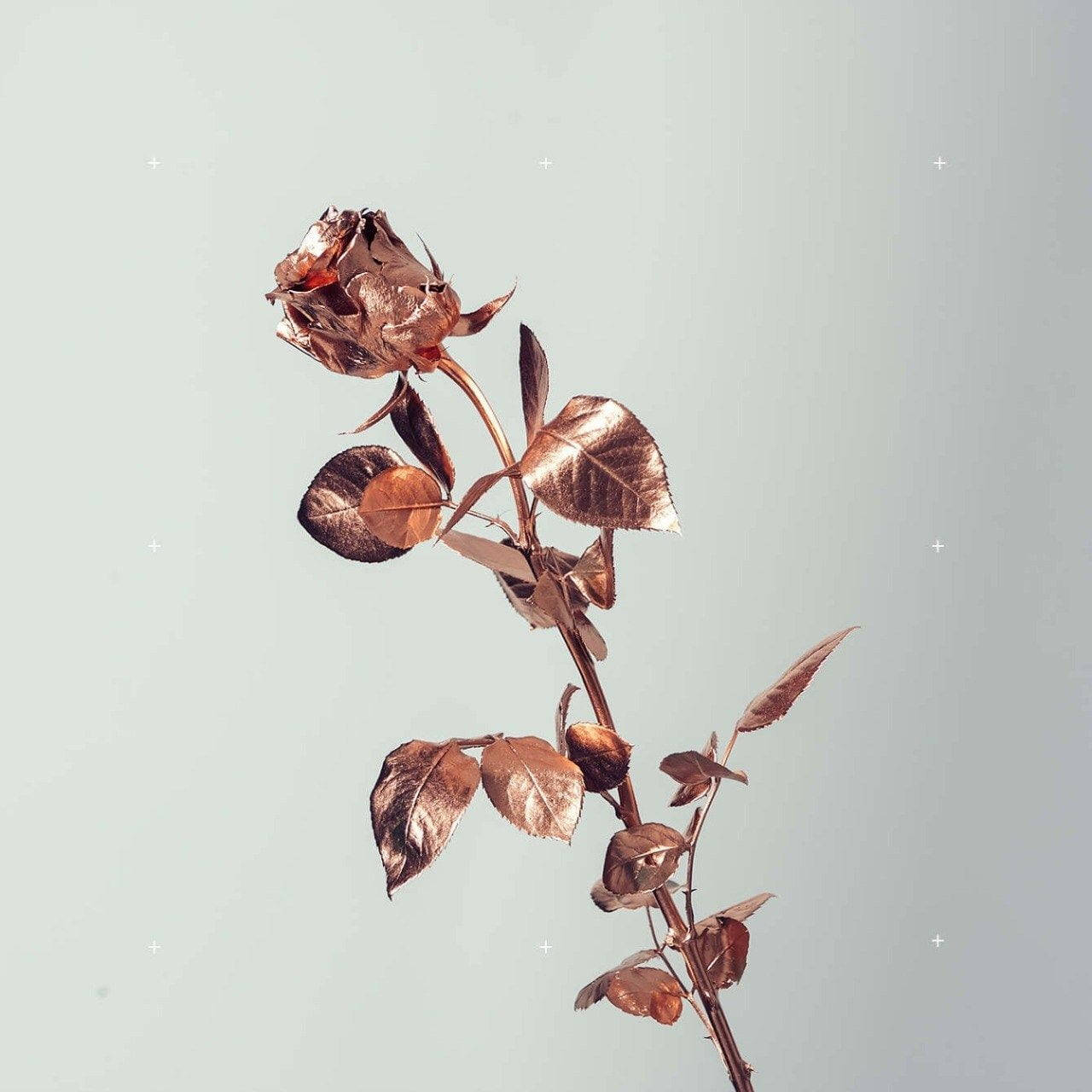 Roségull Tumblr-rosene i hvitt Bakgrunner