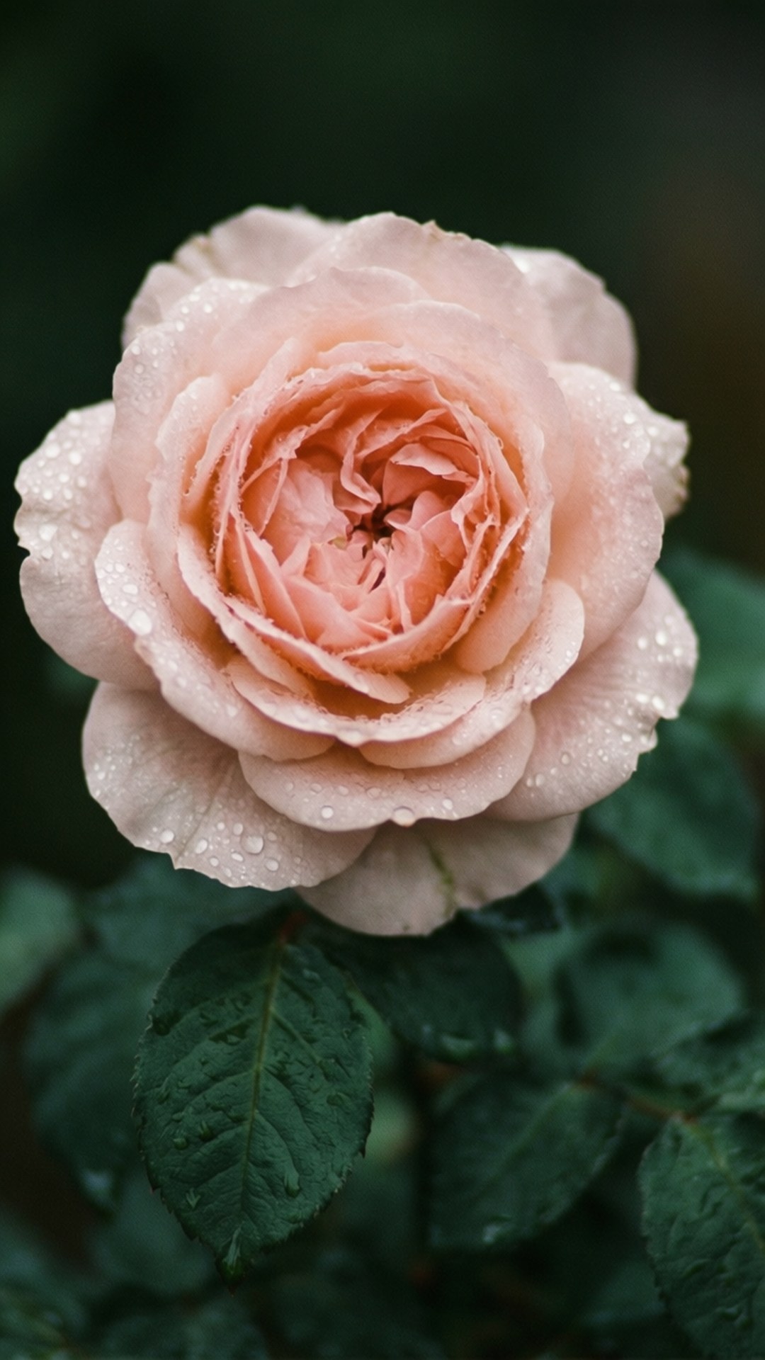 Rosenbladrosa Bakgrunner