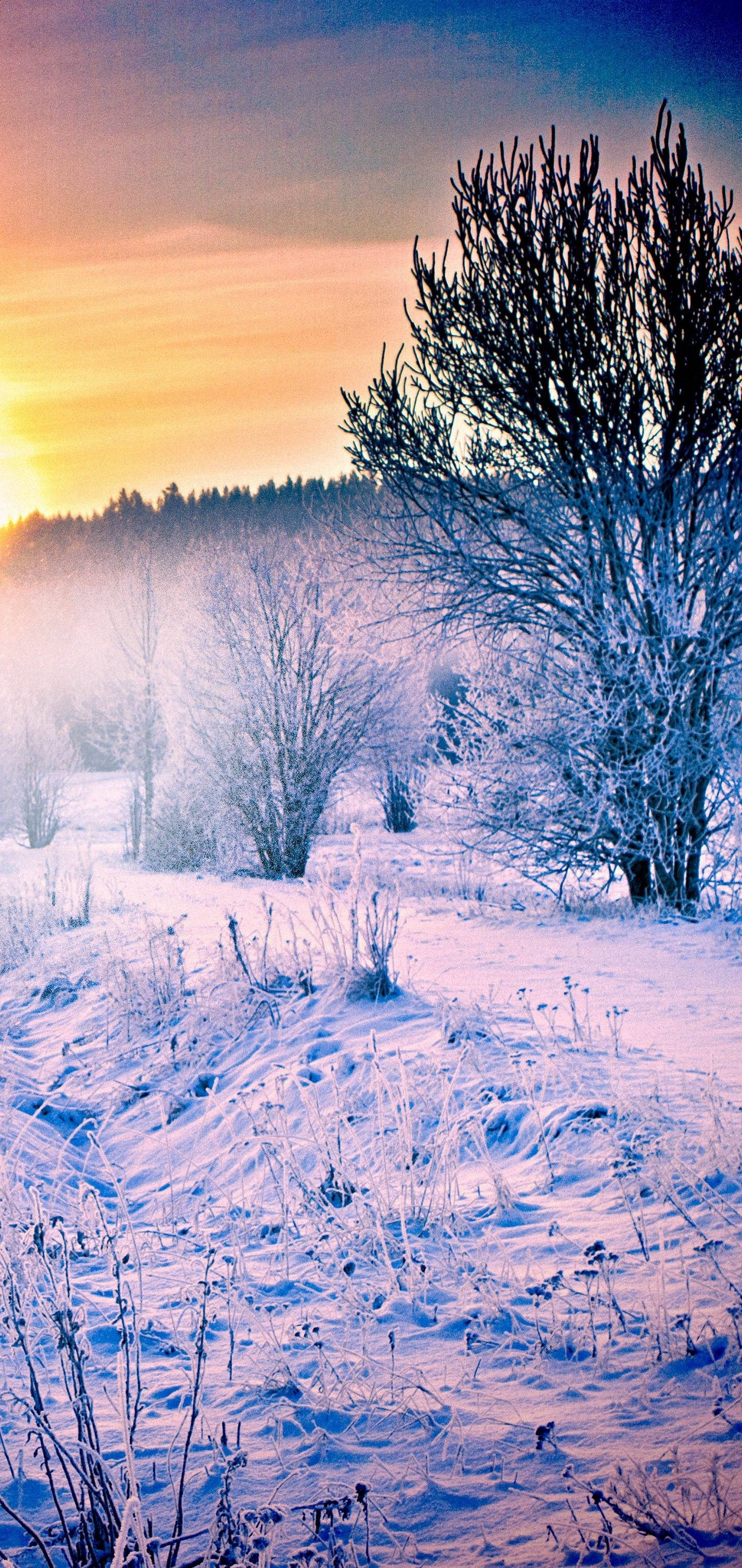 S10 Snøskog Soloppgang Bakgrunner