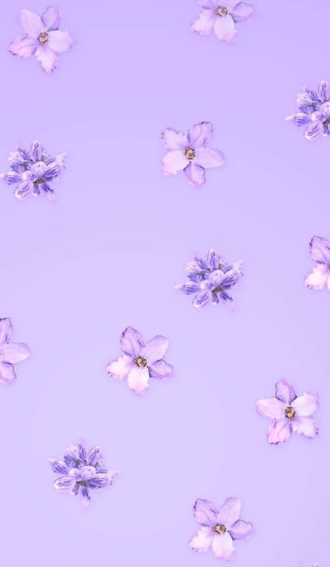 Sakura og lavendel pastelllilla estetisk bakgrunn Bakgrunner