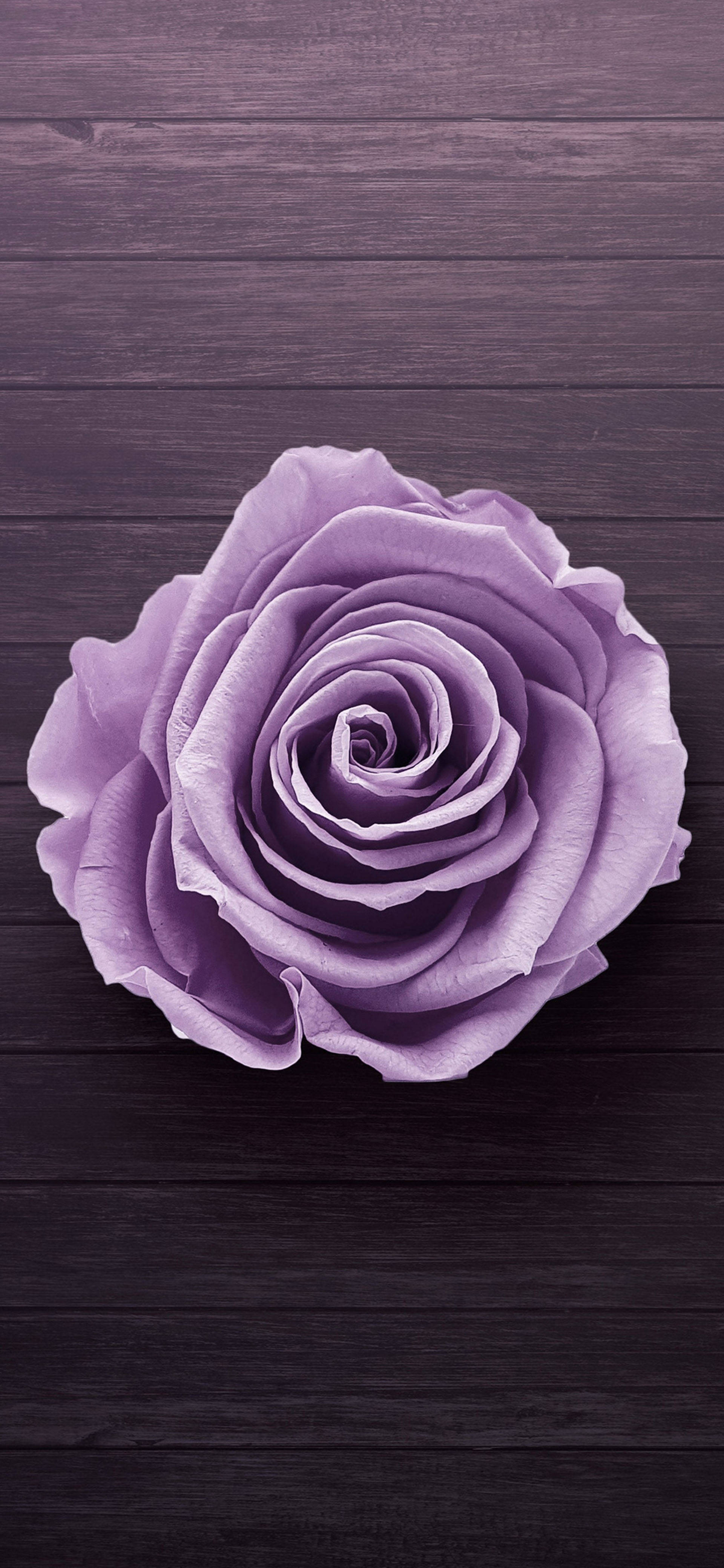 Samsung Galaxy S22 Lilla Rose Bakgrunner