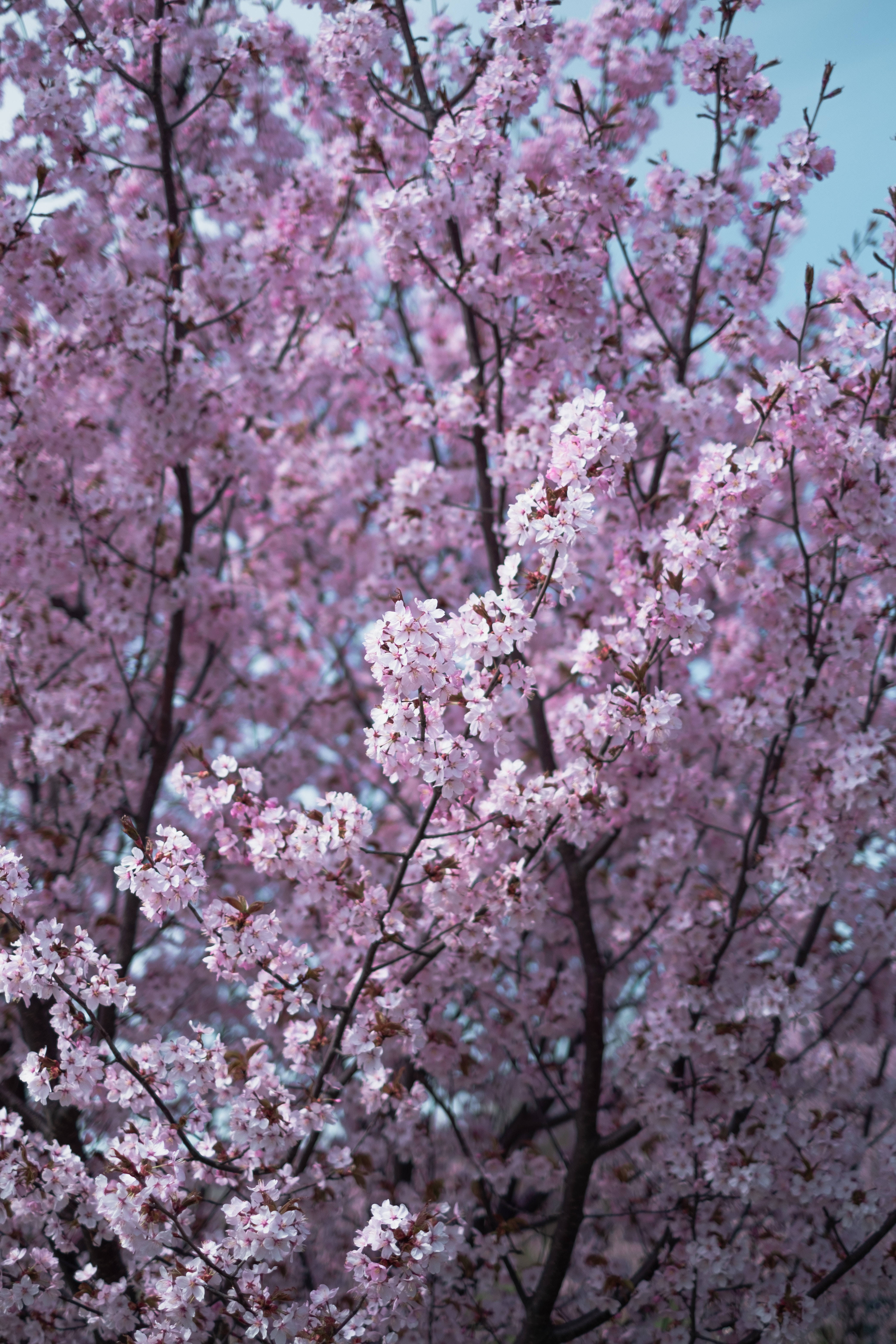 Samsung S20 Ultra Kirsebærblomstrende tre Bakgrunner