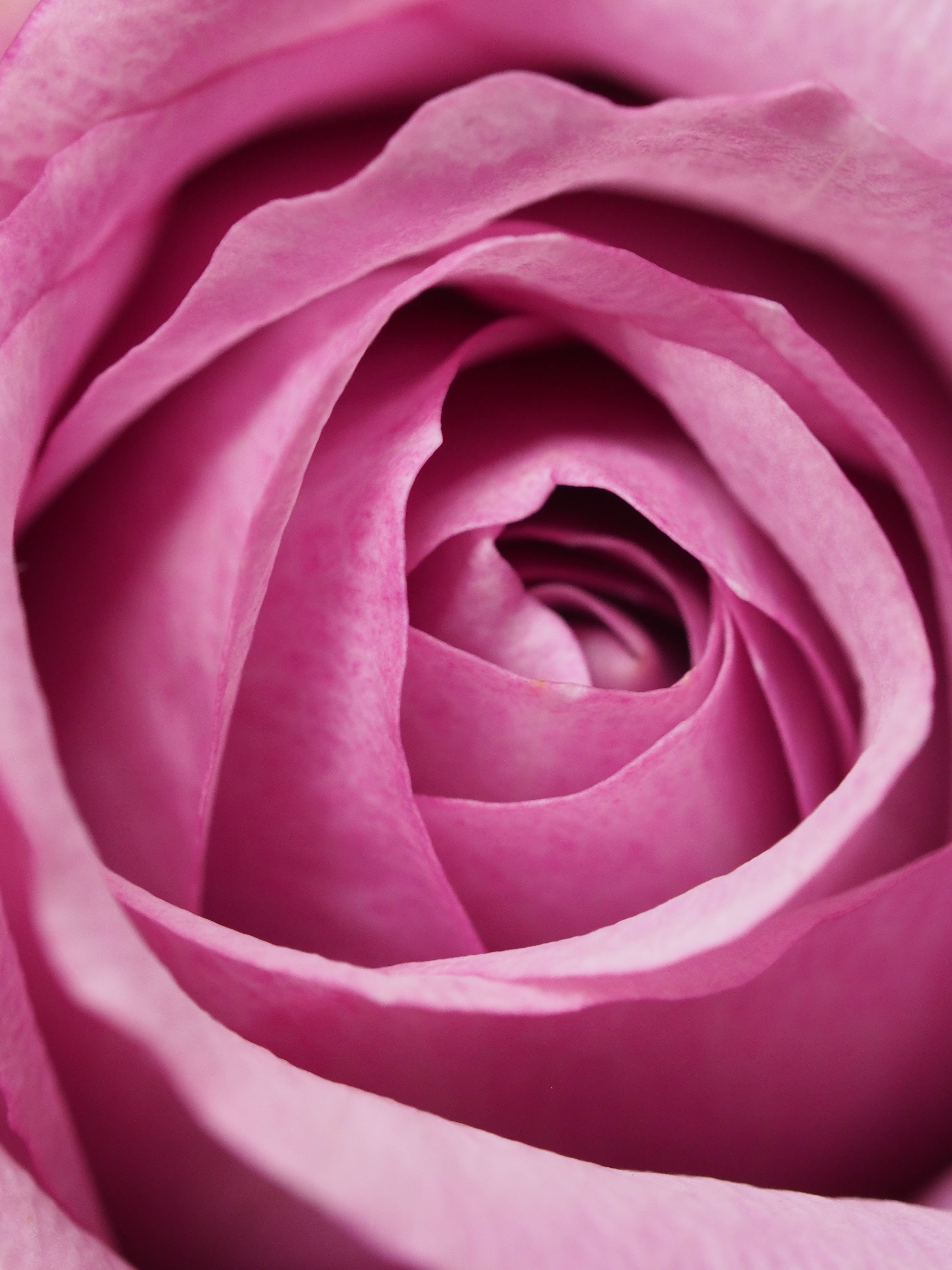 Samsung S20 Ultra Rosa rose Bakgrunner