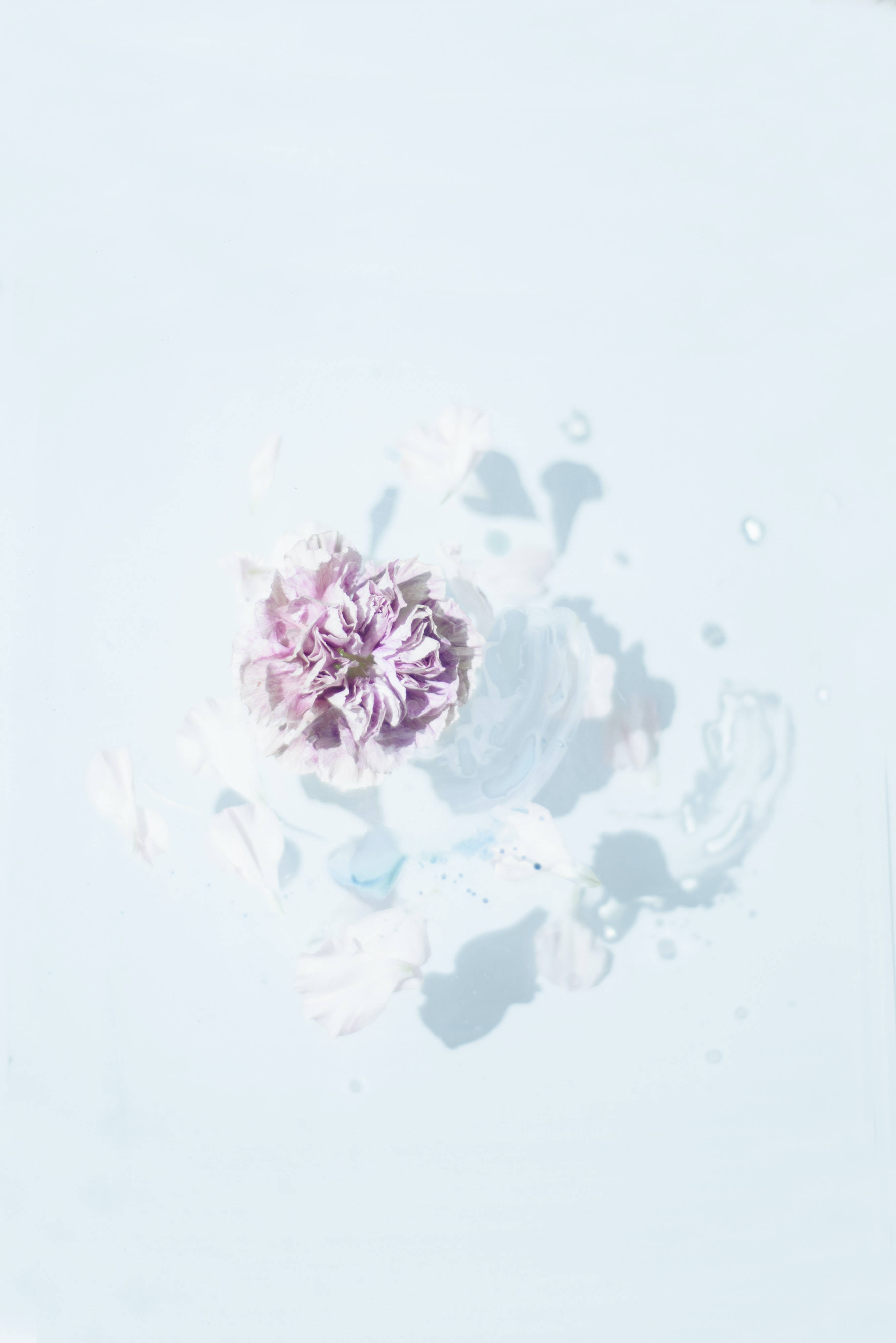 Samsung S20 Ultra Rosa Blomst Bakgrunner