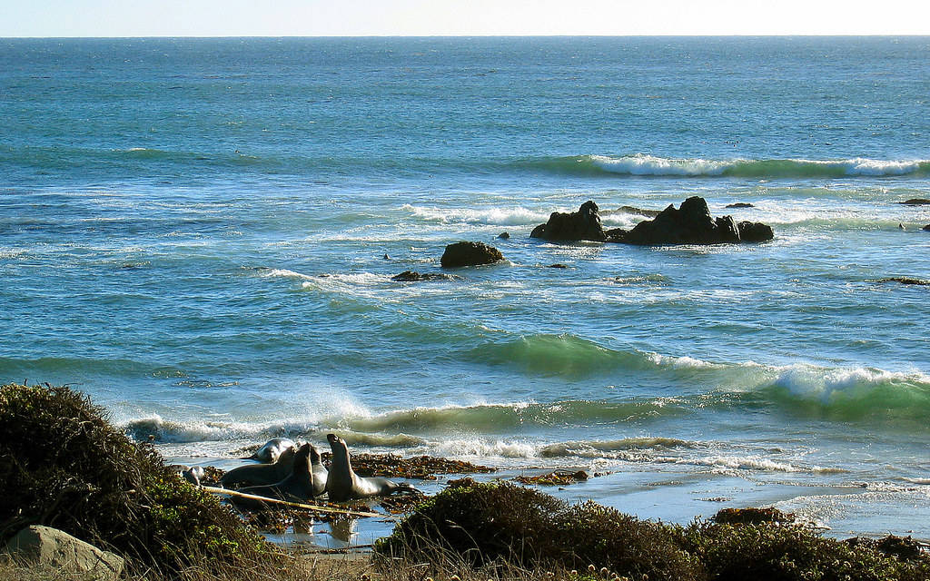 San Simeon dyreliv Bakgrunner