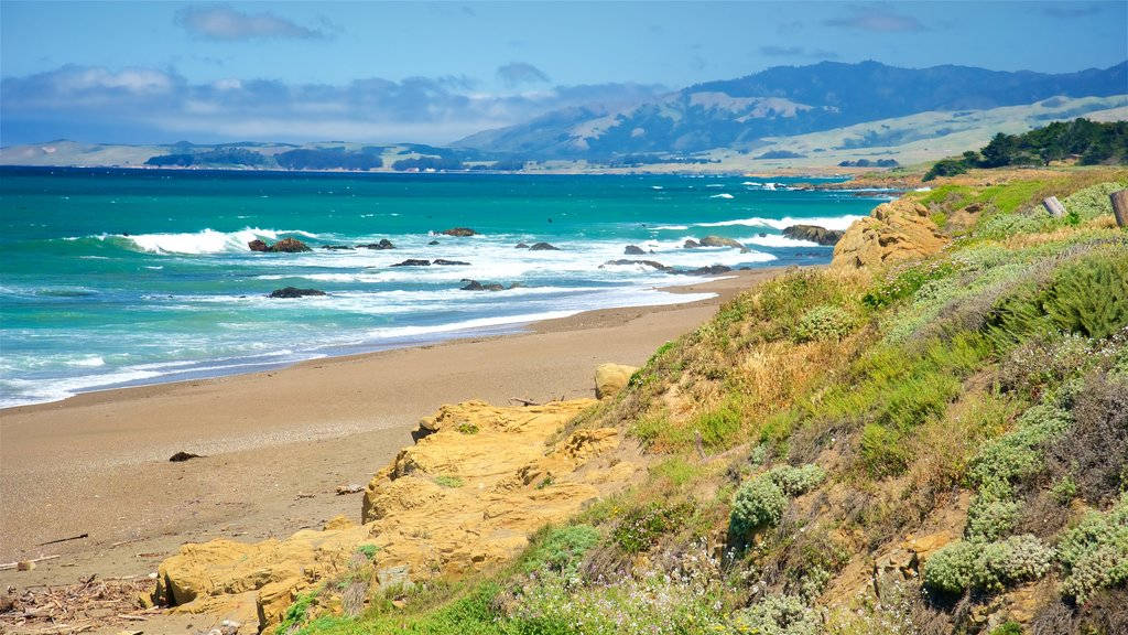 San Simeon Strandvegetasjon Bakgrunner