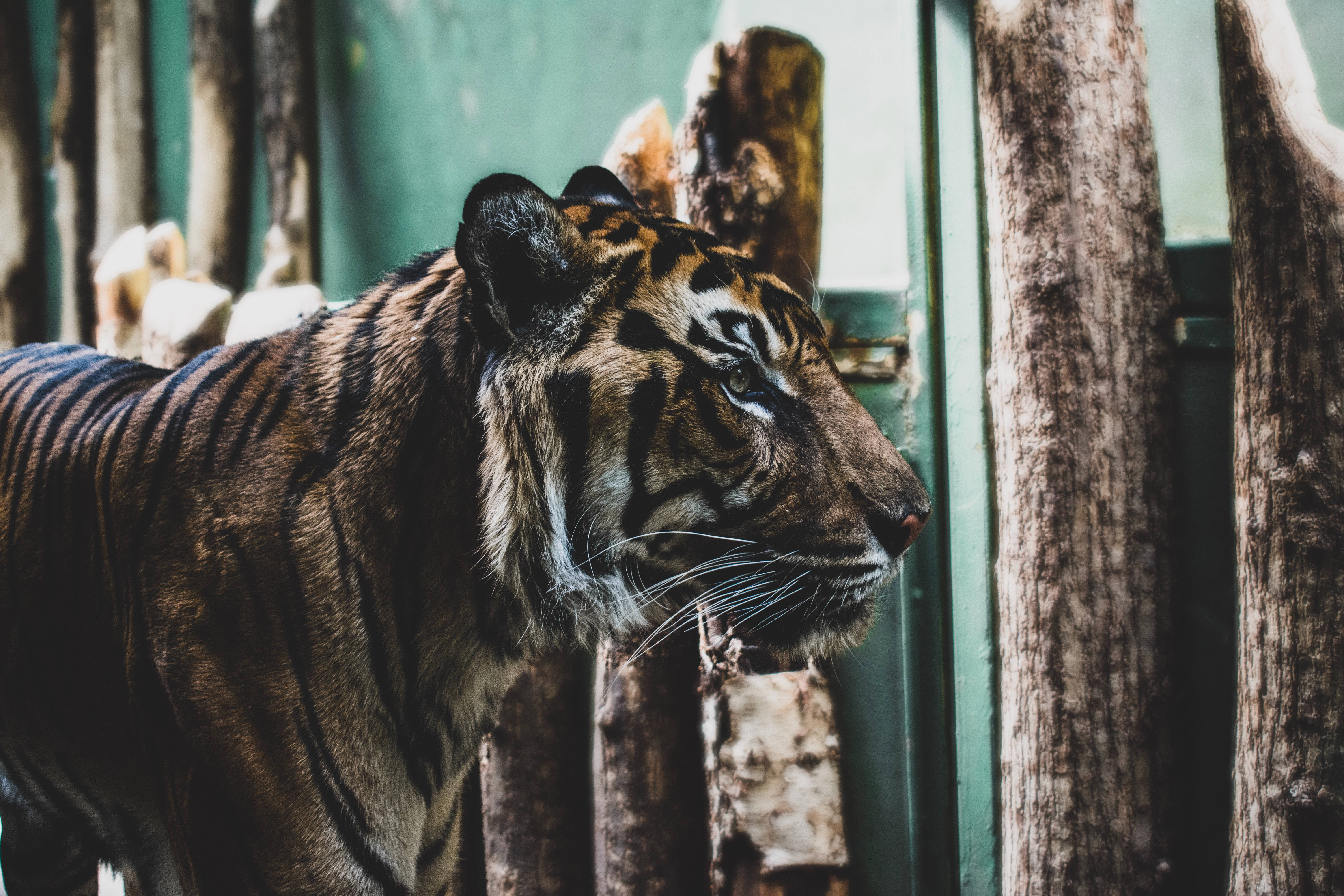 Sannferdig Tiger HD I Fangenskap Bakgrunner