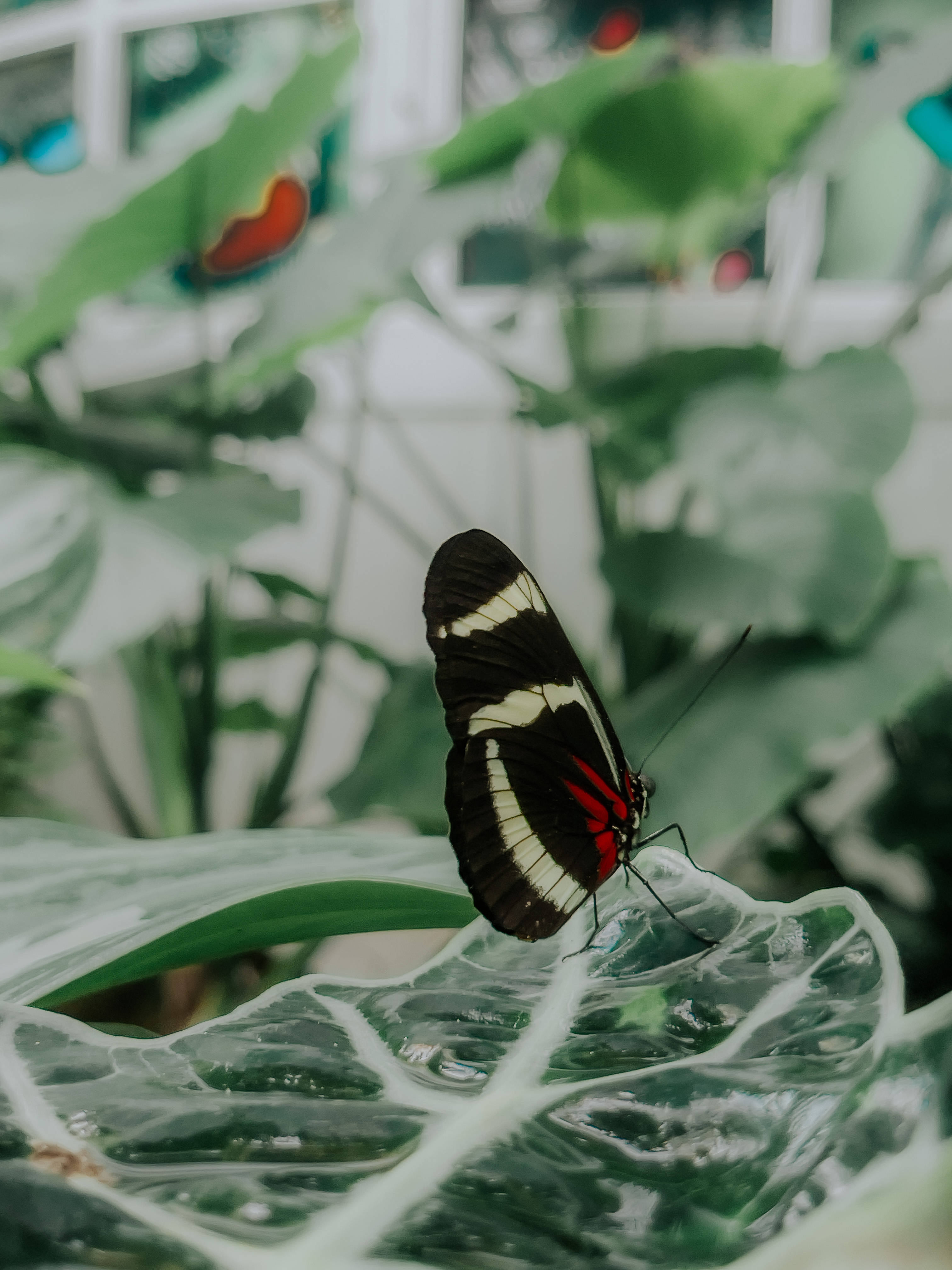 Sara Longwing Estetisk Sommerfugl Bakgrunner