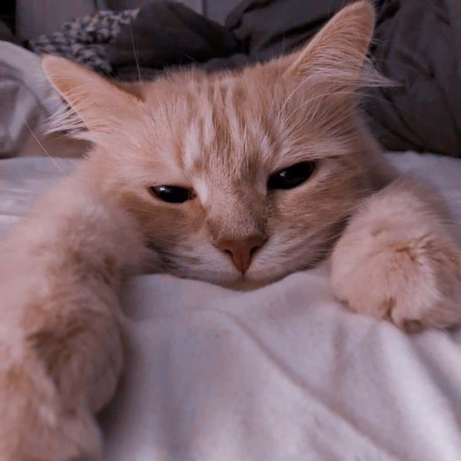 Se på denne søte estetiske katten! Bakgrunner