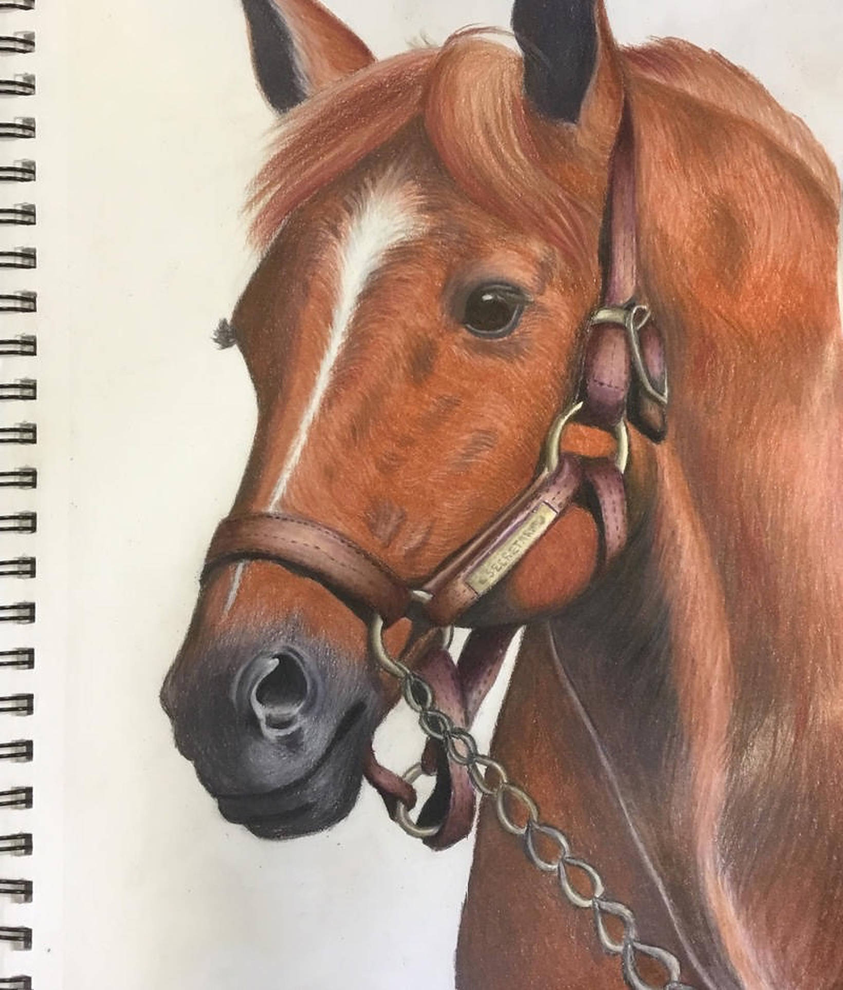 Secretariat Tegning Bakgrunner
