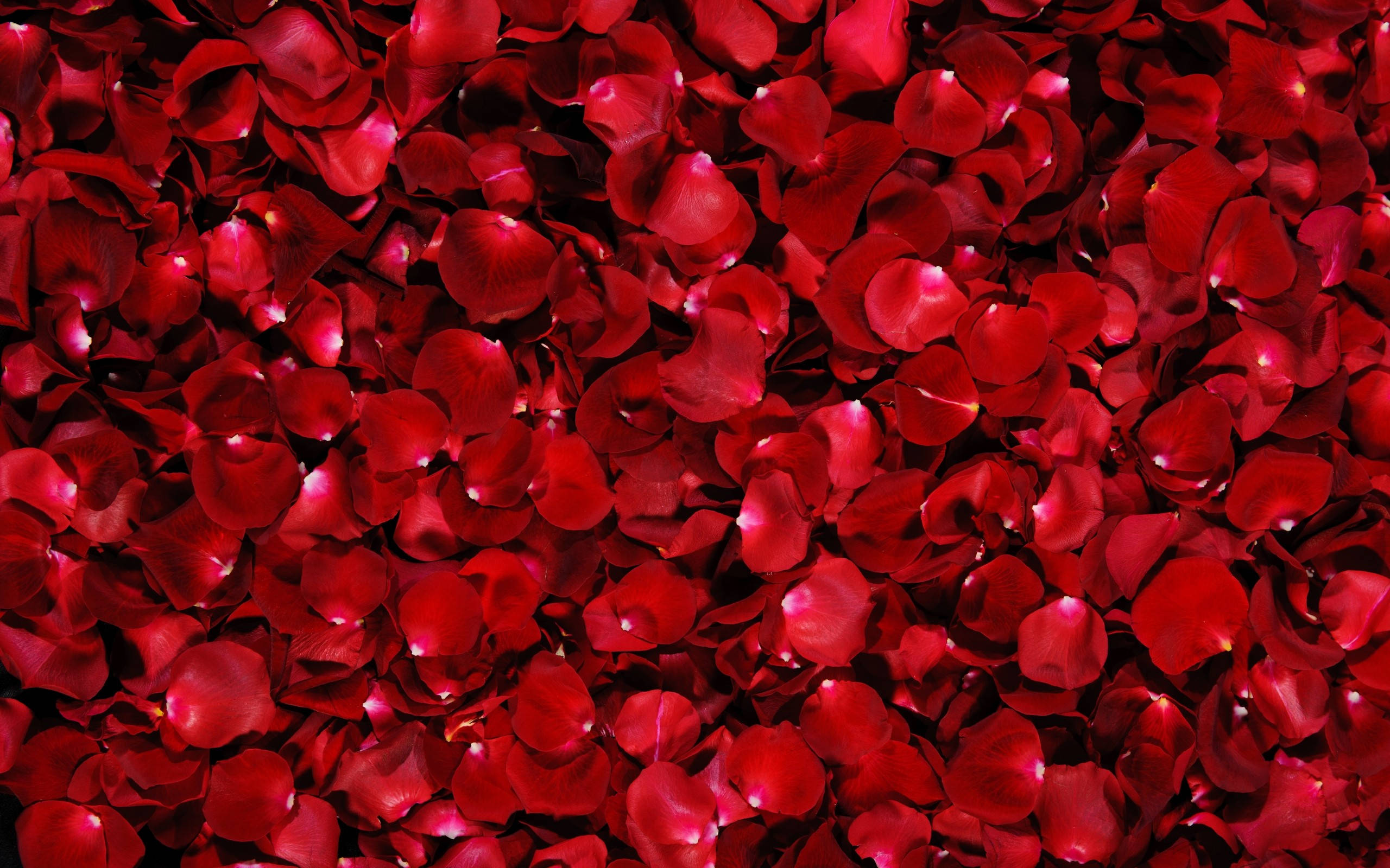 Seng av rosenblomster Bakgrunner