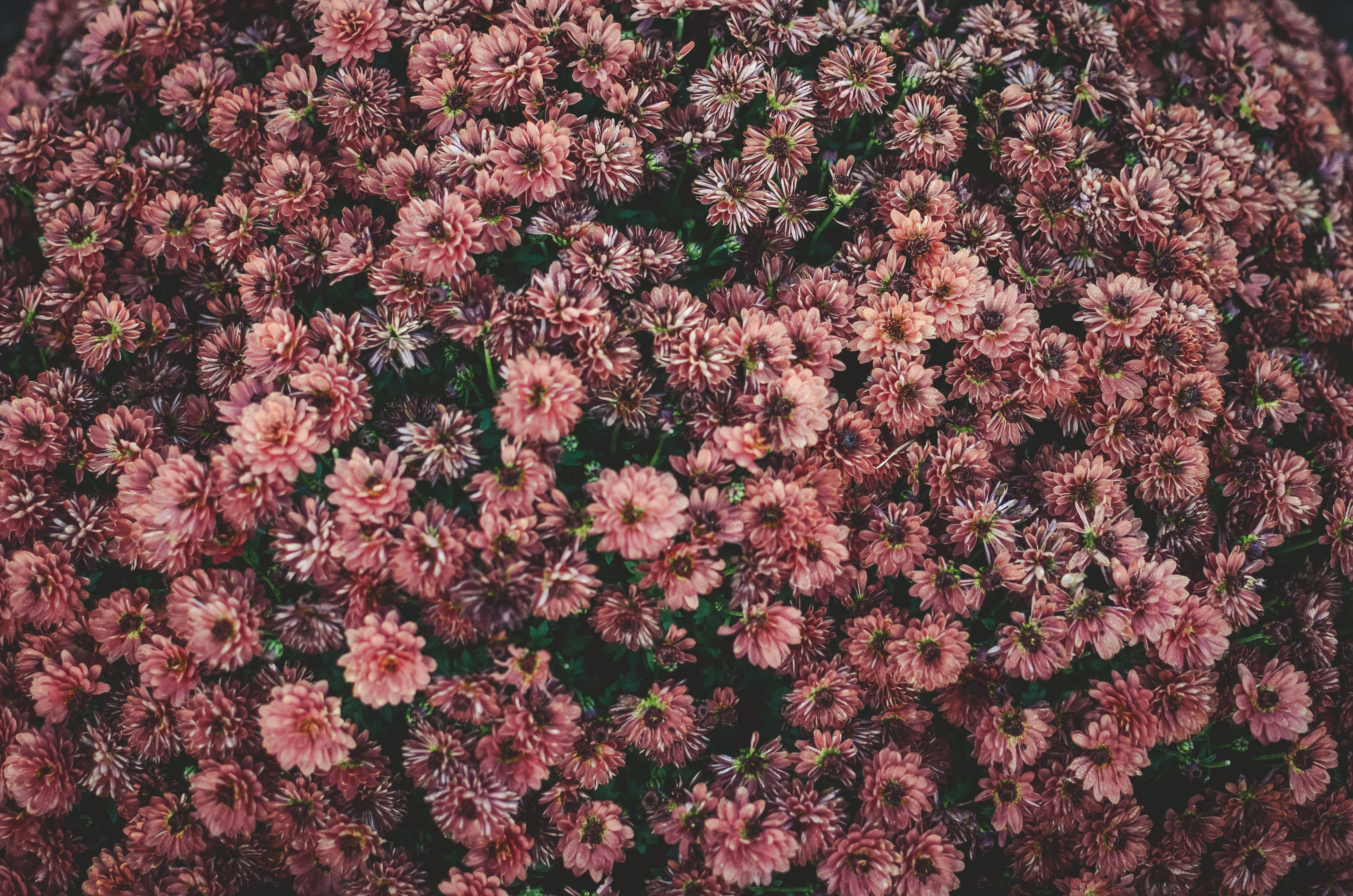 Seng med rosa estetiske blomster Bakgrunner