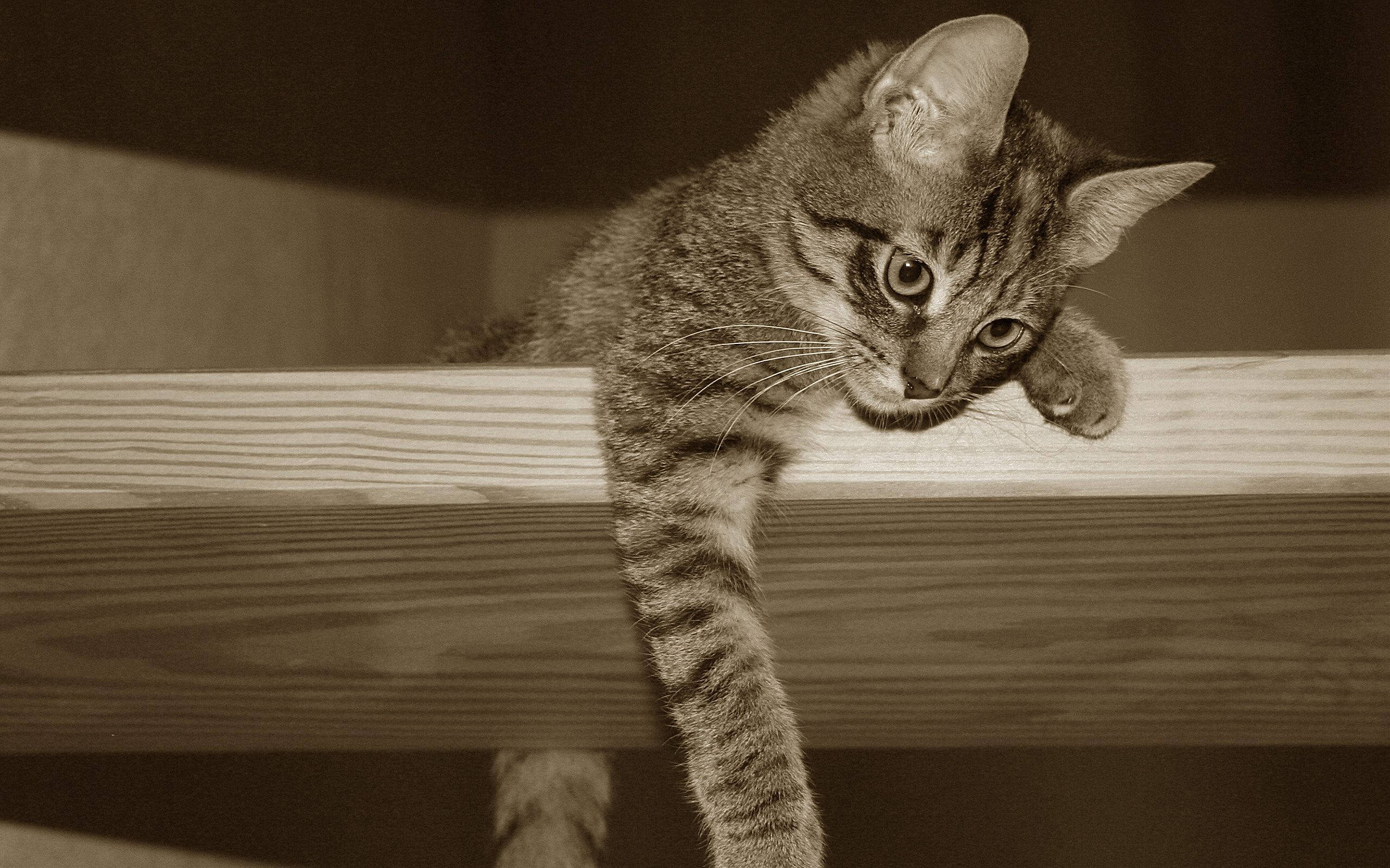 Sepiafoto av kawaii-katt på avsats Bakgrunner