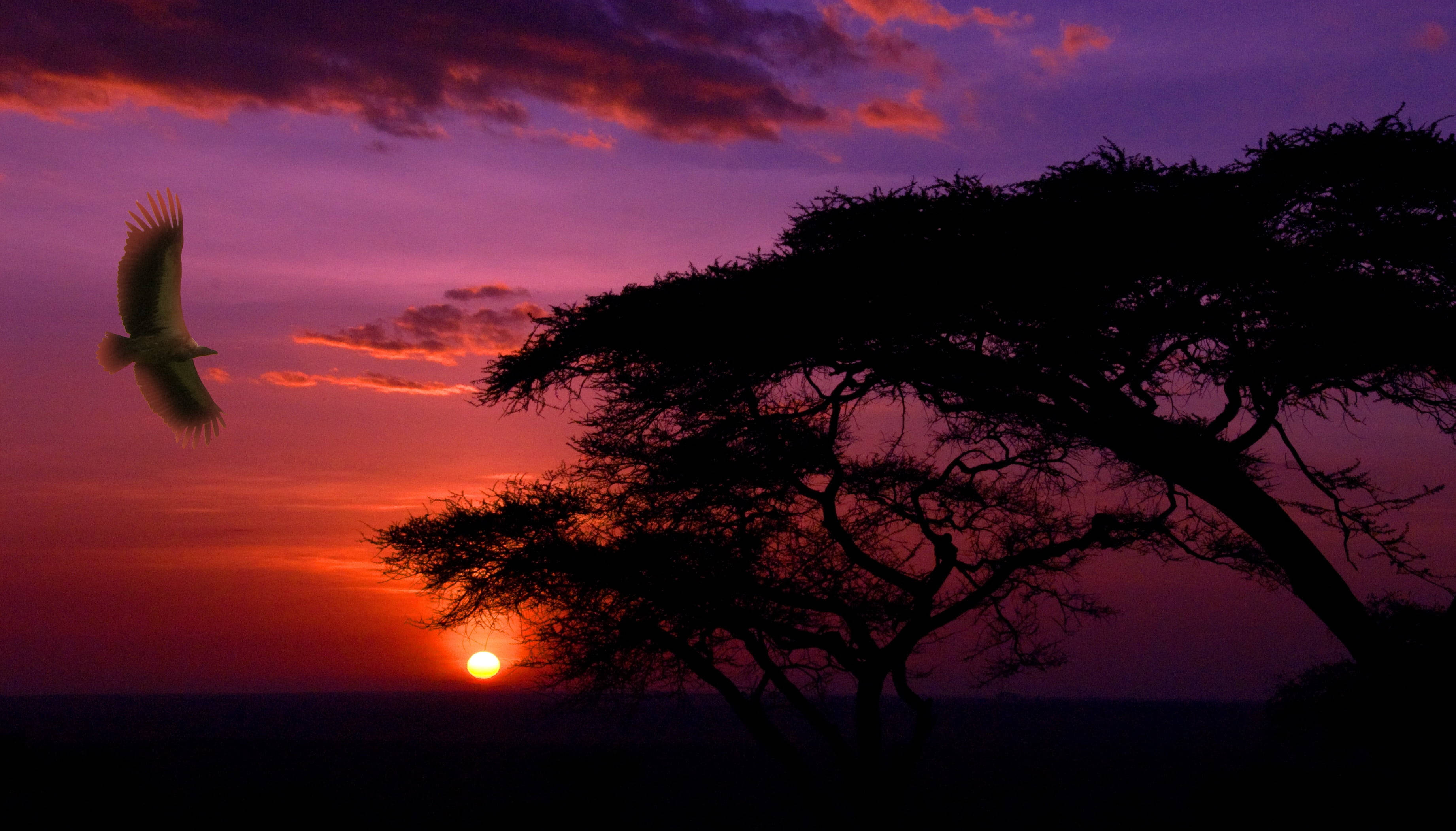 Serengeti nasjonalpark vakker solnedgang Bakgrunner