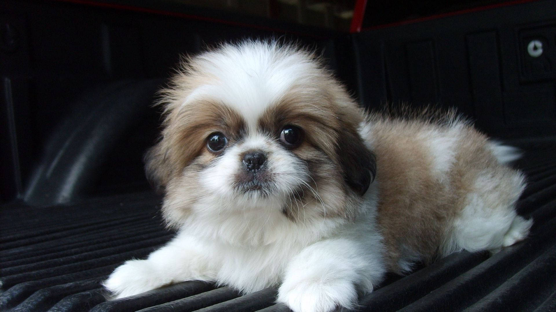 Shih Tzu Valp Ser Mot Kameraet Bakgrunner