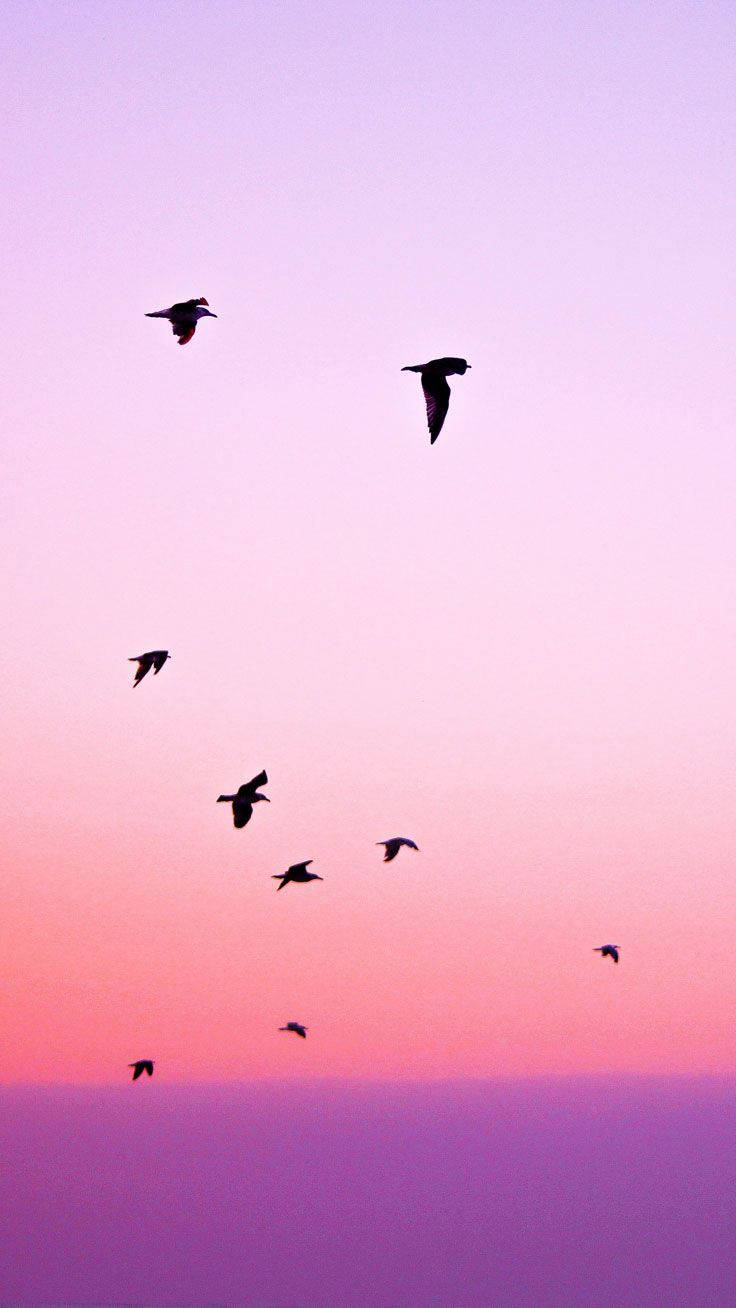 Silhuetter av fugler som flyr i solnedgang iPhone-bakgrunn