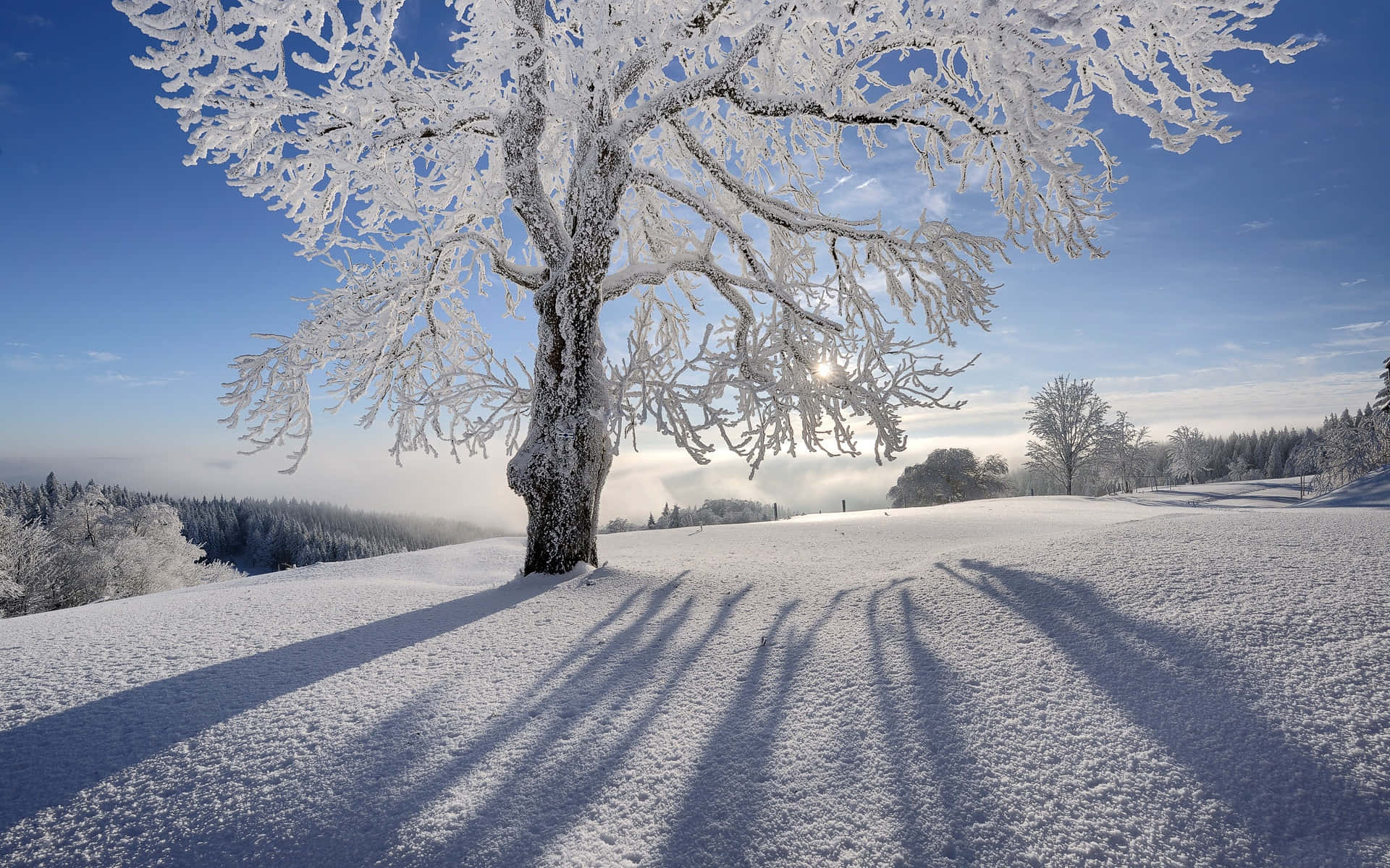 Silhuett av rimfrosttre i vinterlandskap Bakgrunner