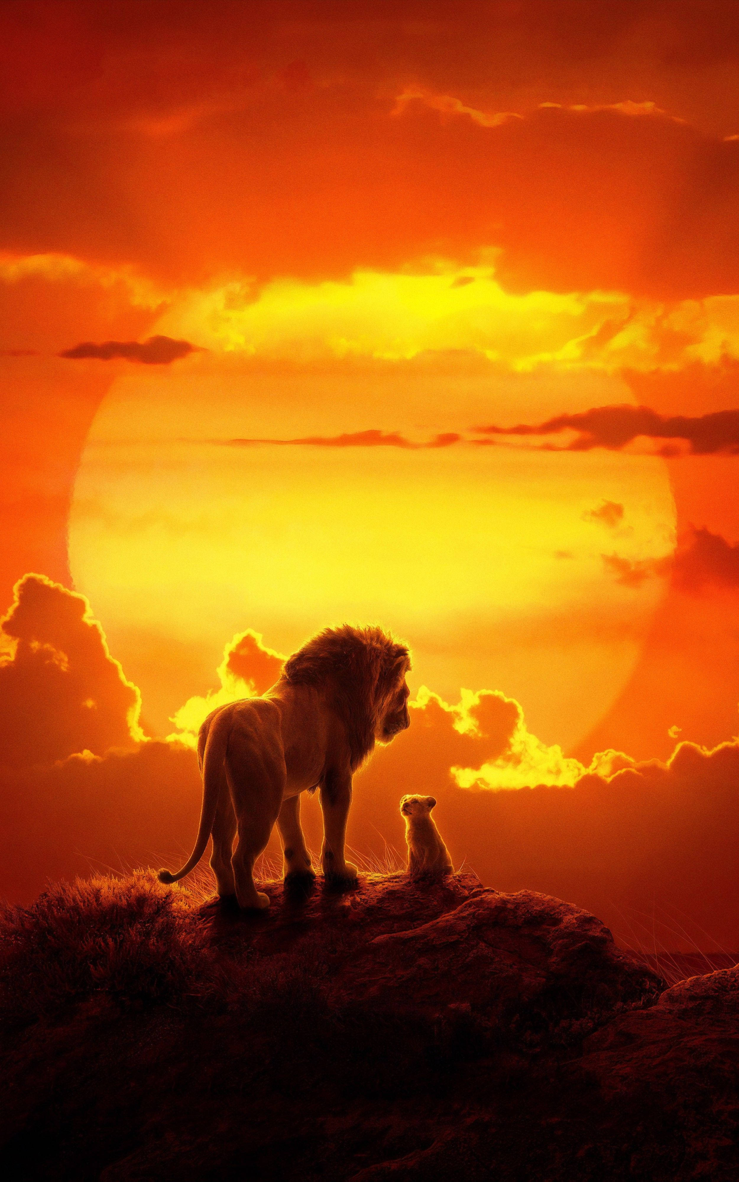 Simba ser på den afrikanske solnedgangen Bakgrunner