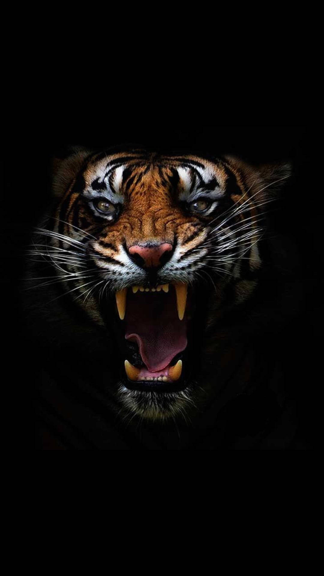 Sinne tigerhode Bakgrunner