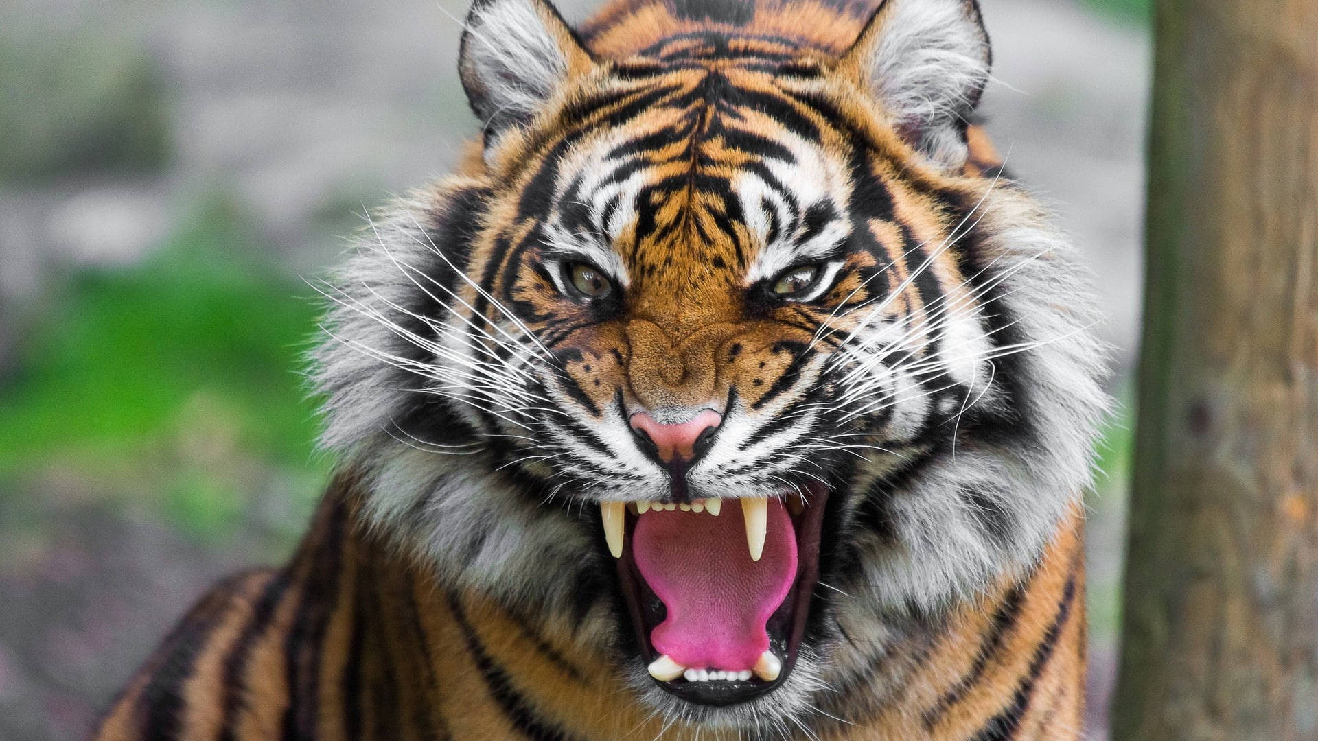 Sint Harimau Bakgrunner