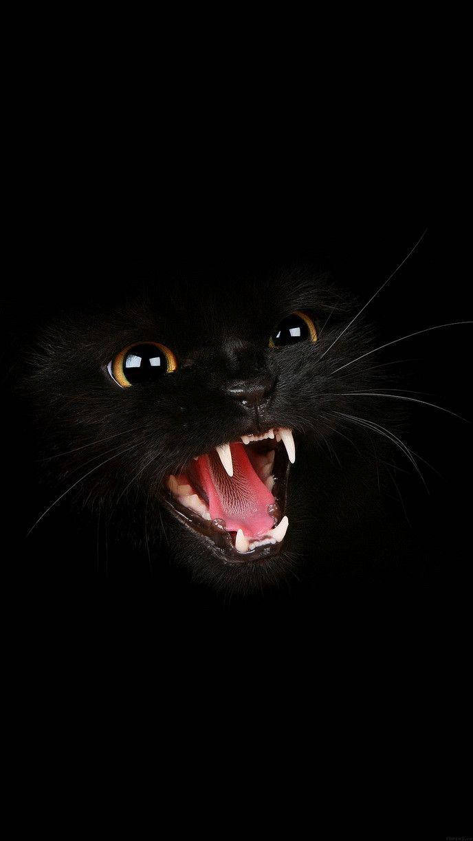Sint svart katt på mørk skjerm Bakgrunner