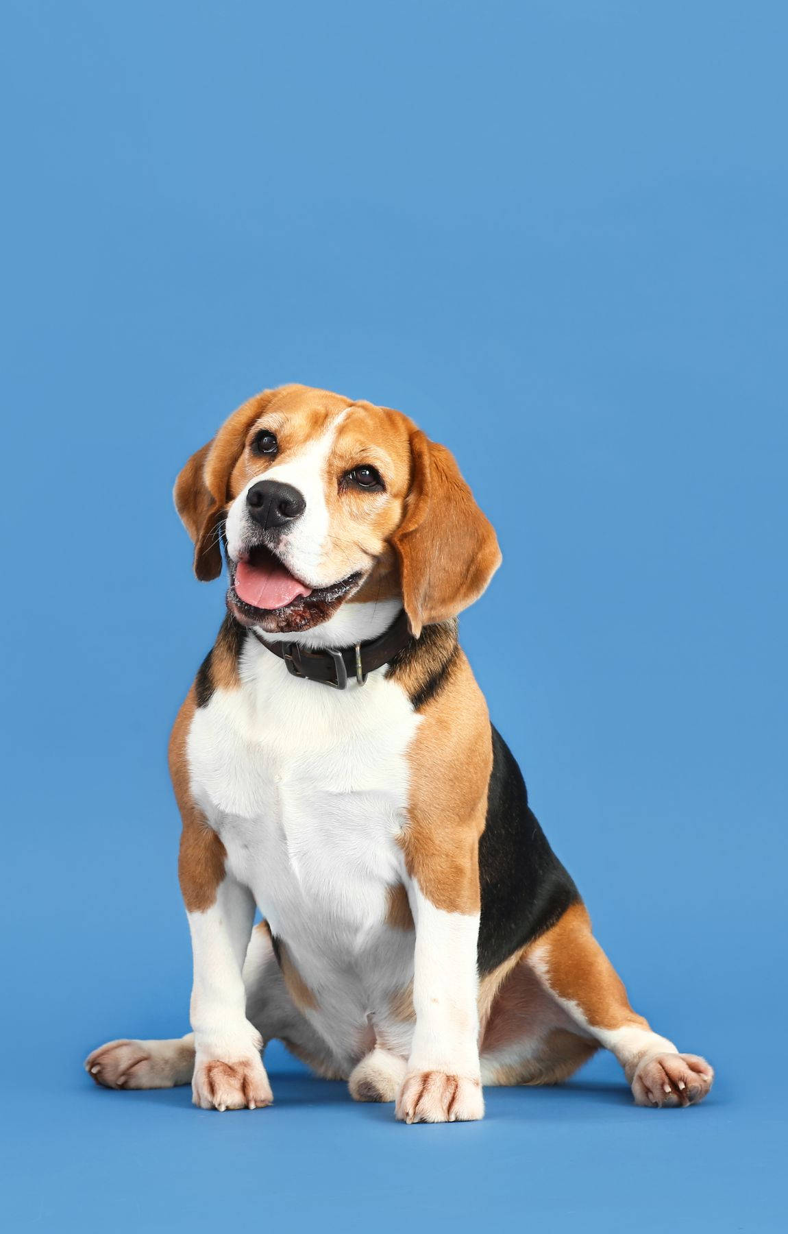 Sjarmerende beaglehund på pastellblå bakgrunn Bakgrunner