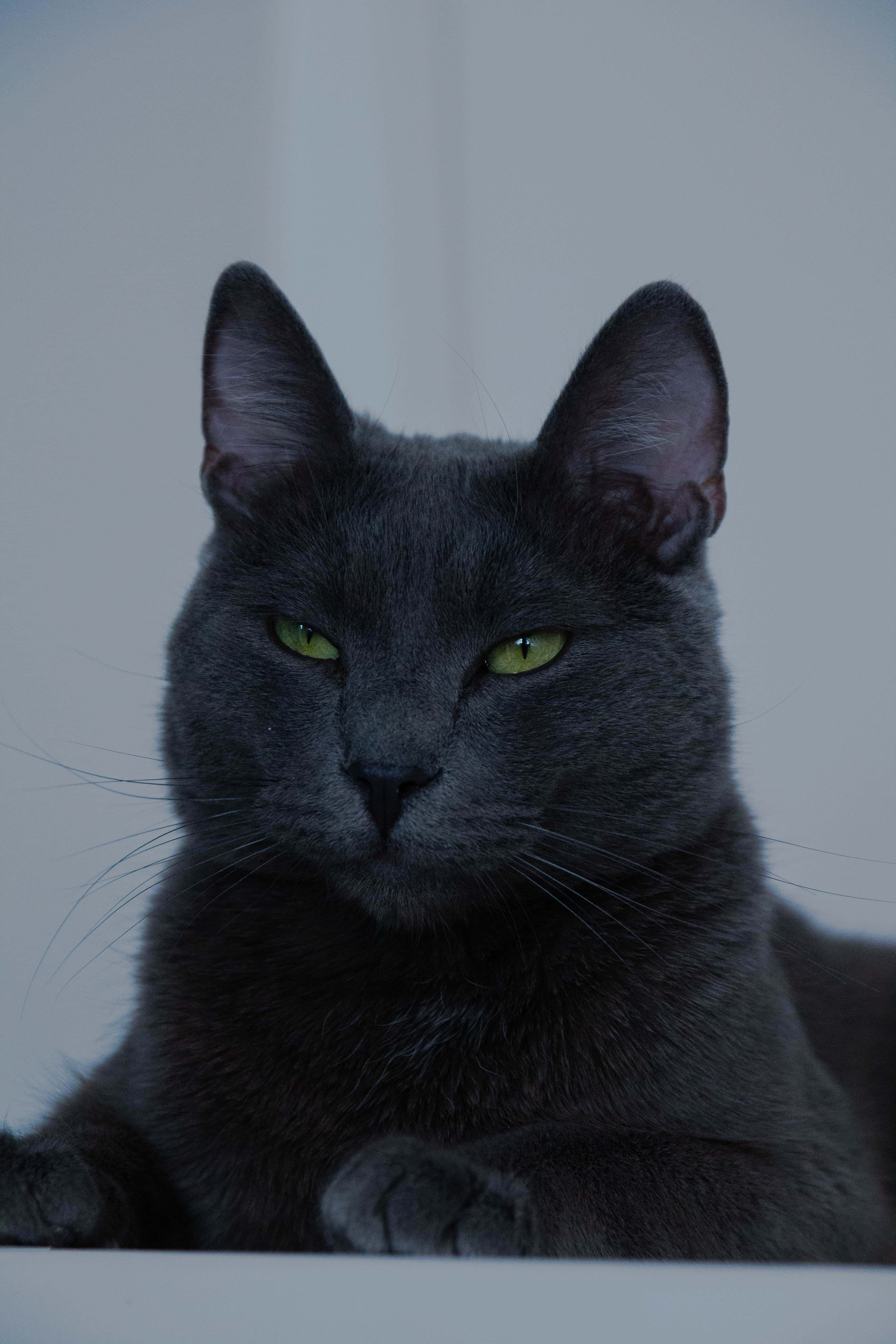Sjekk ut denne søte russisk blå katten! Bakgrunner