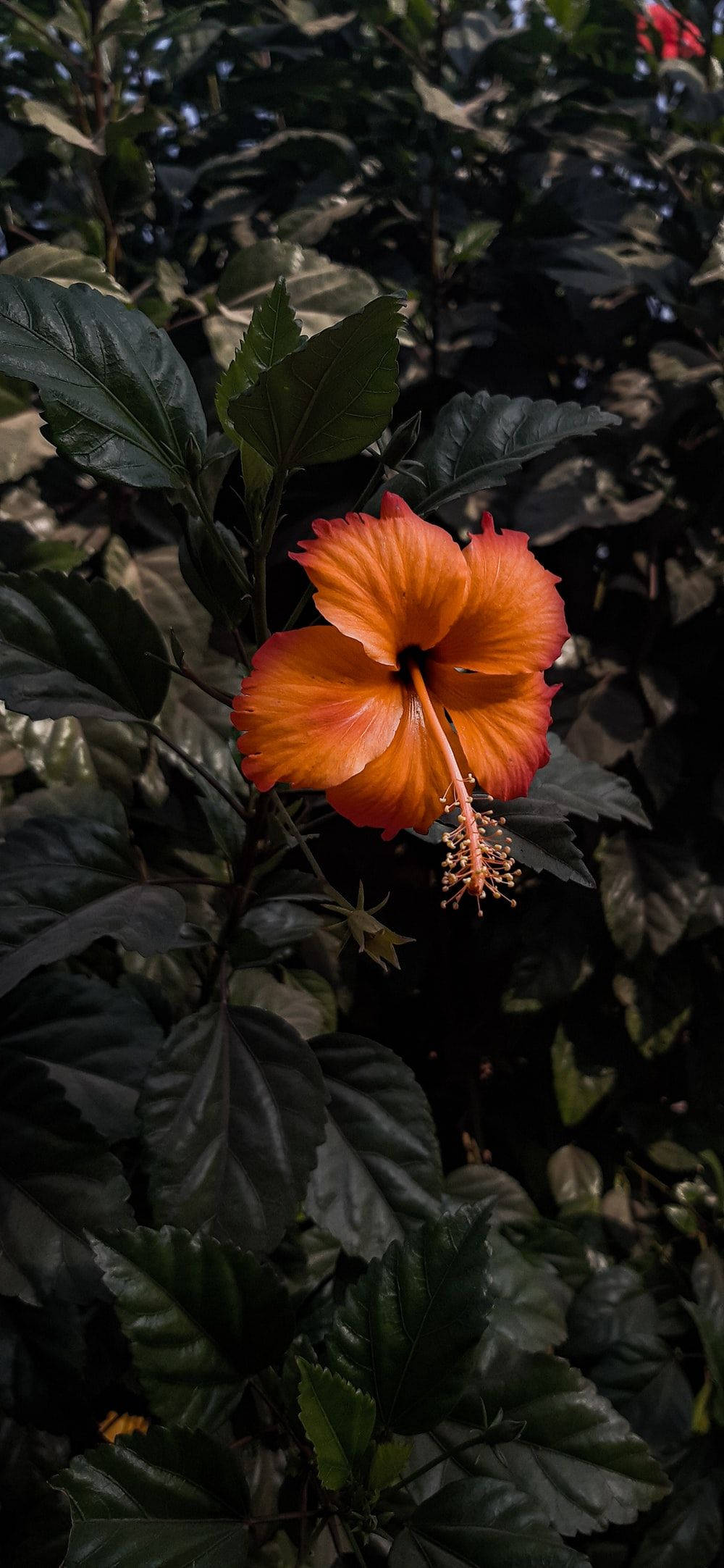 Sjelden hibiskusblomst Bakgrunner