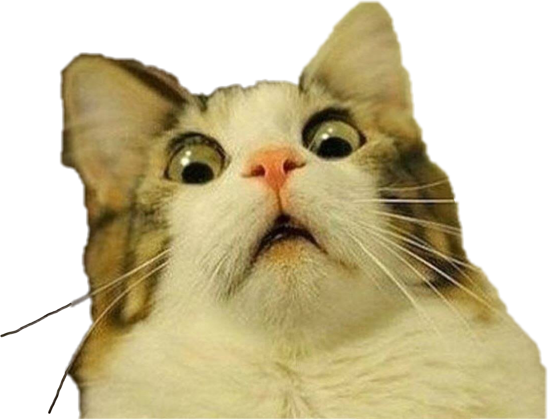 Sjokkert katt meme-uttrykk Bakgrunner