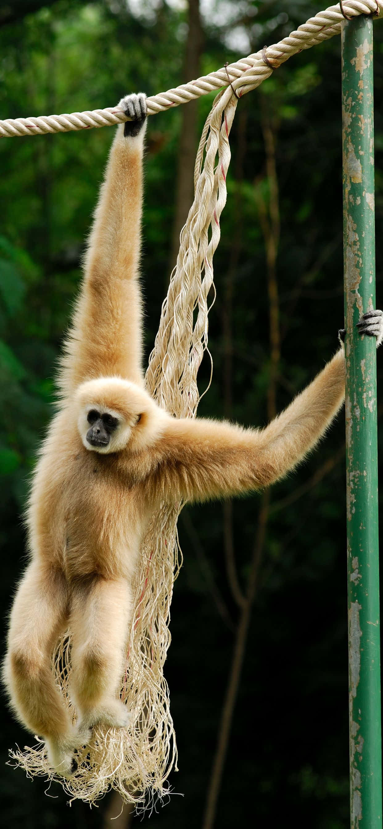 Skill Deg Ut Fra Mengden Med iPhone Xs Max Gibbon Bakgrunner