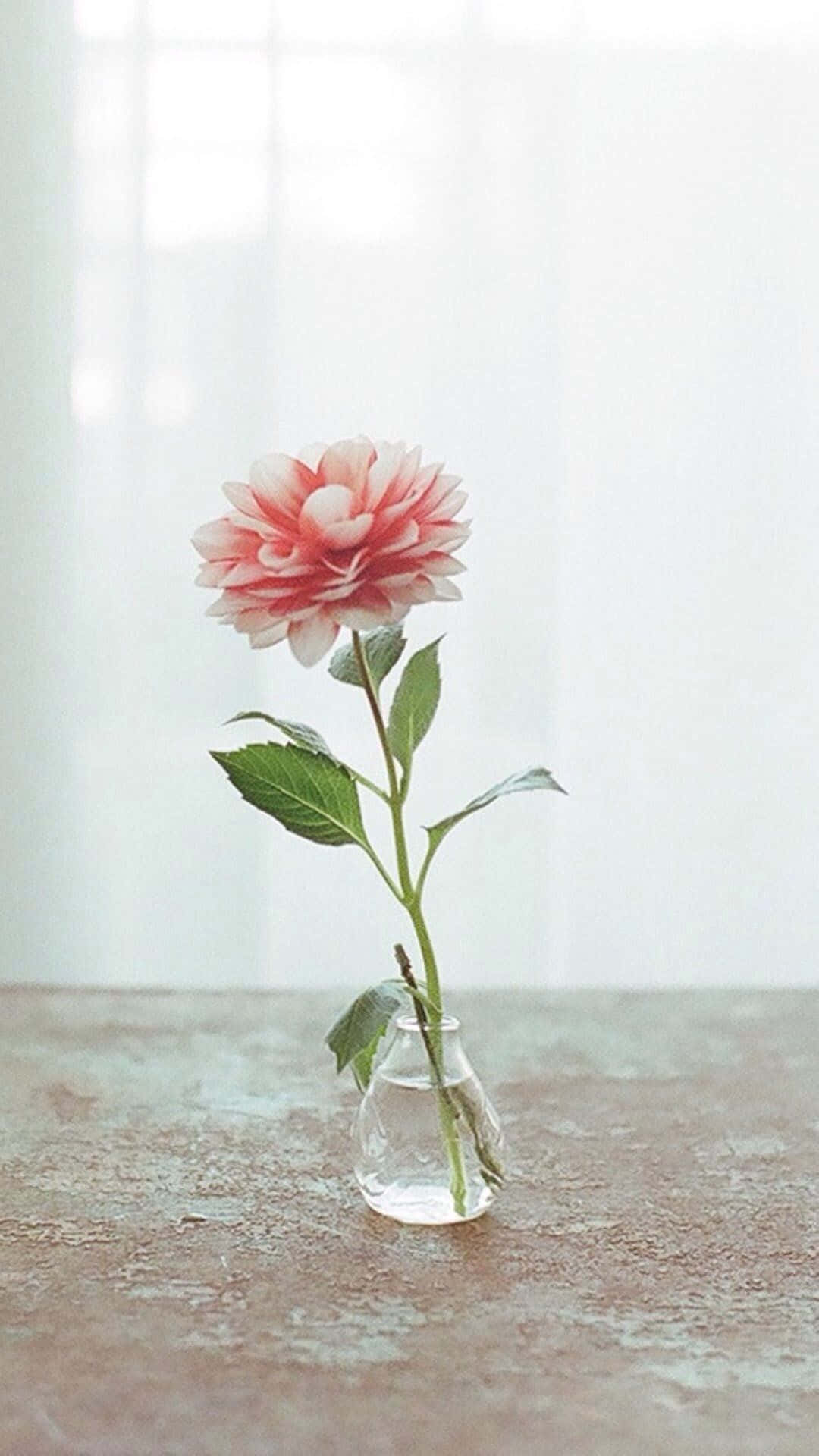 Skill deg ut med den rosa blomster-iPhonen Bakgrunner