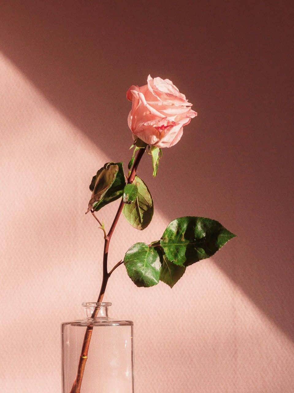 Skjønnheten i en estetisk blomst Bakgrunner
